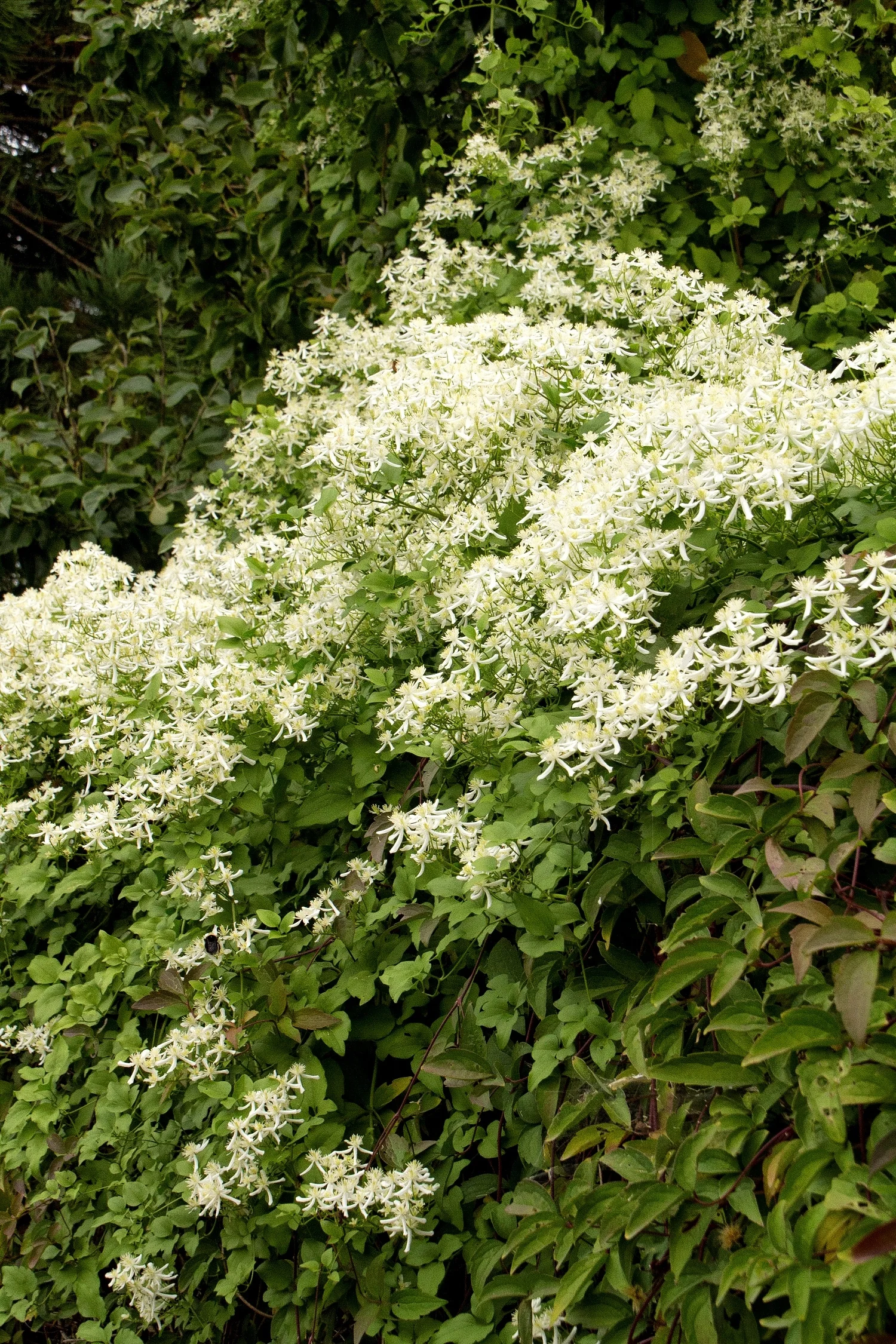 Sweet Autumn Clematis