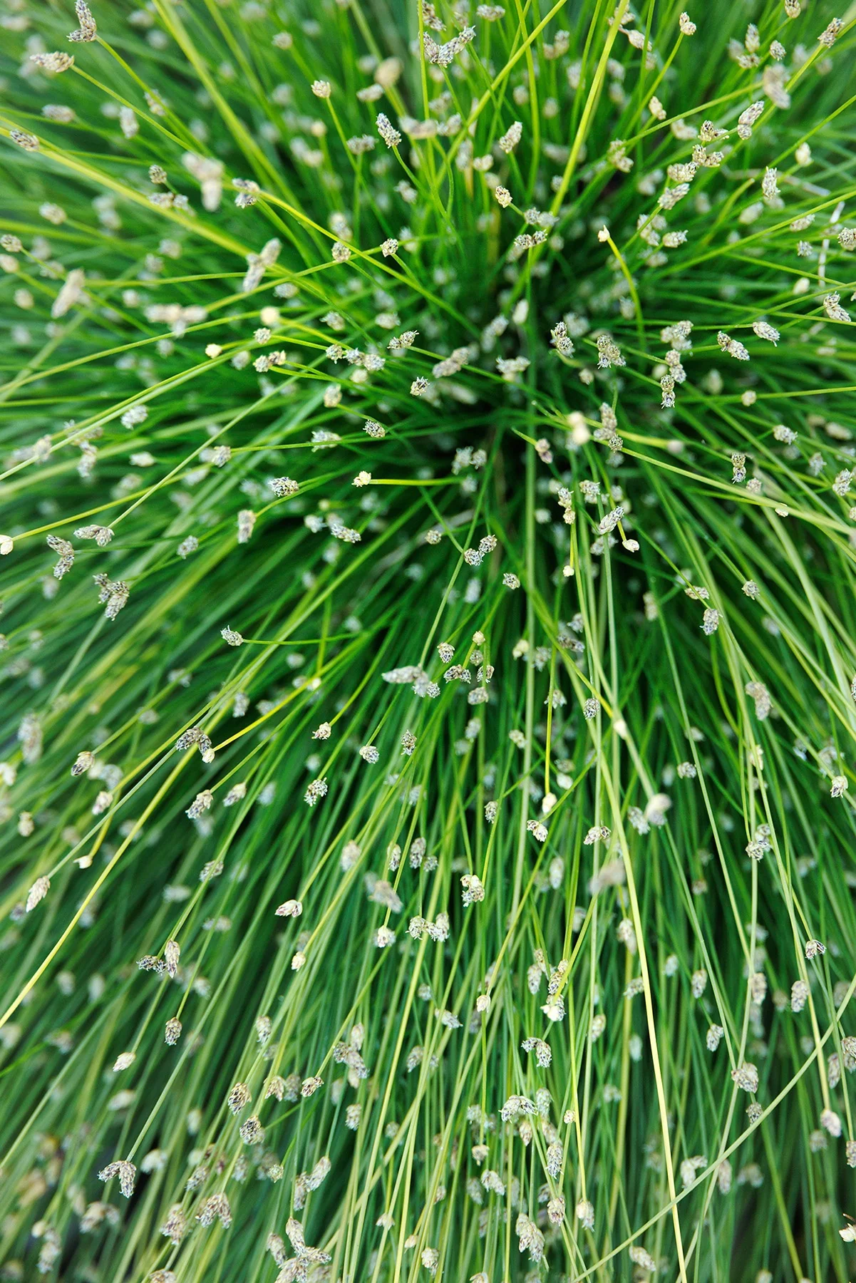 ColorGrass® Live Wire Fiber Optic Grass