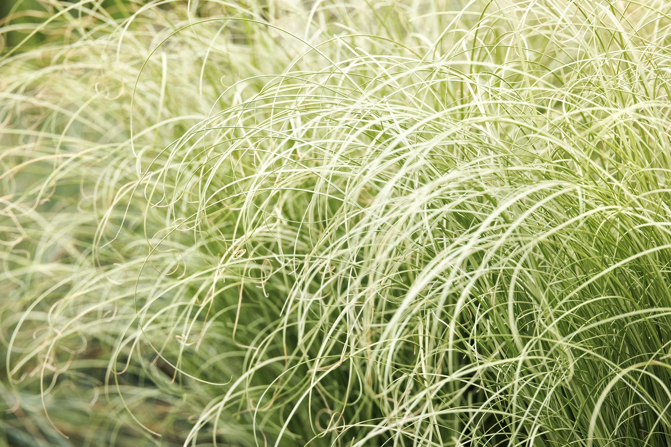 ColorGrass® Amazon Mist Sedge 5 ColorGrass® Amazon Mist Sedge