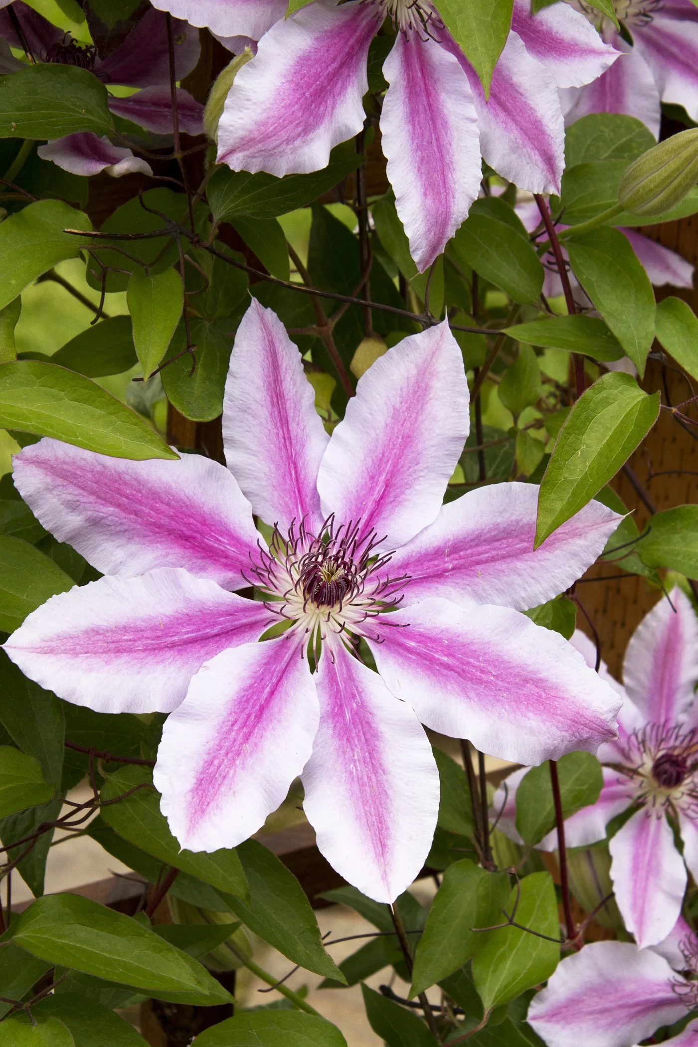 Nelly Moser Clematis 1 Nelly Moser Clematis