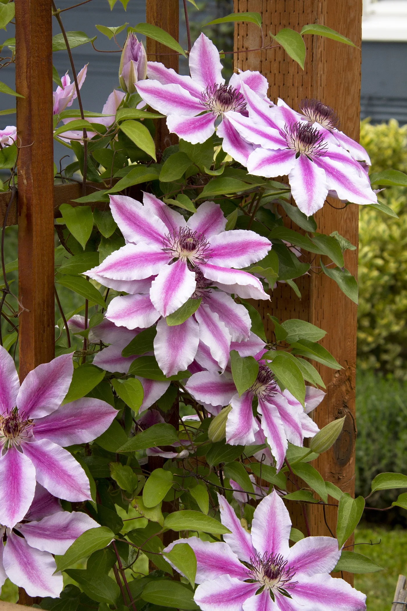 Nelly Moser Clematis 2 Nelly Moser Clematis