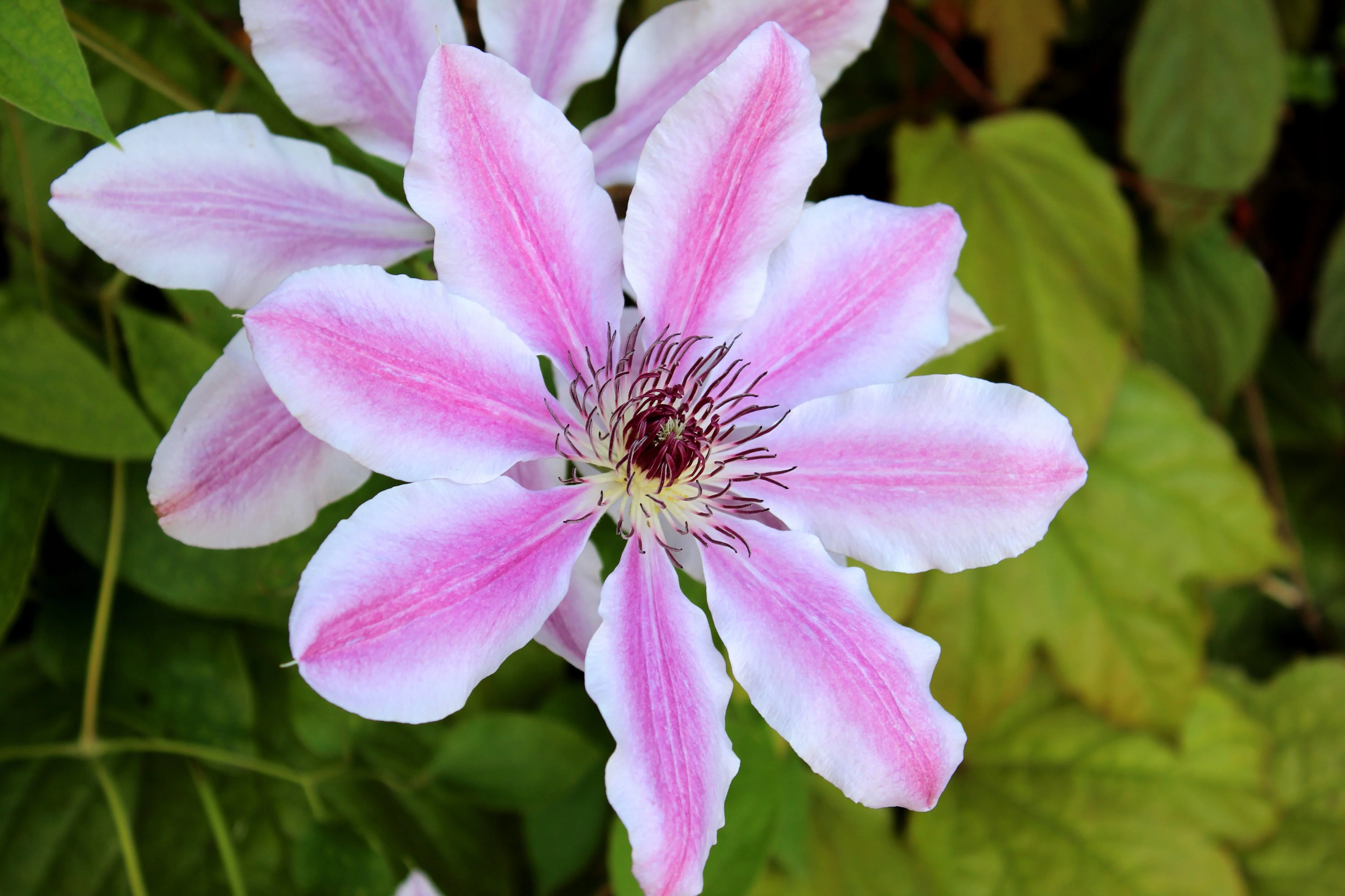 Nelly Moser Clematis 3 Nelly Moser Clematis