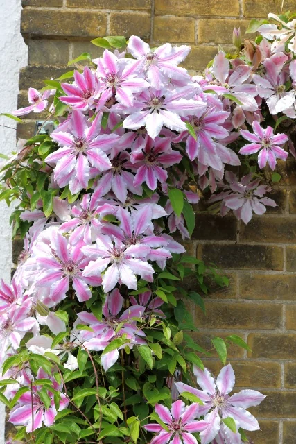 Nelly Moser Clematis 4 Nelly Moser Clematis