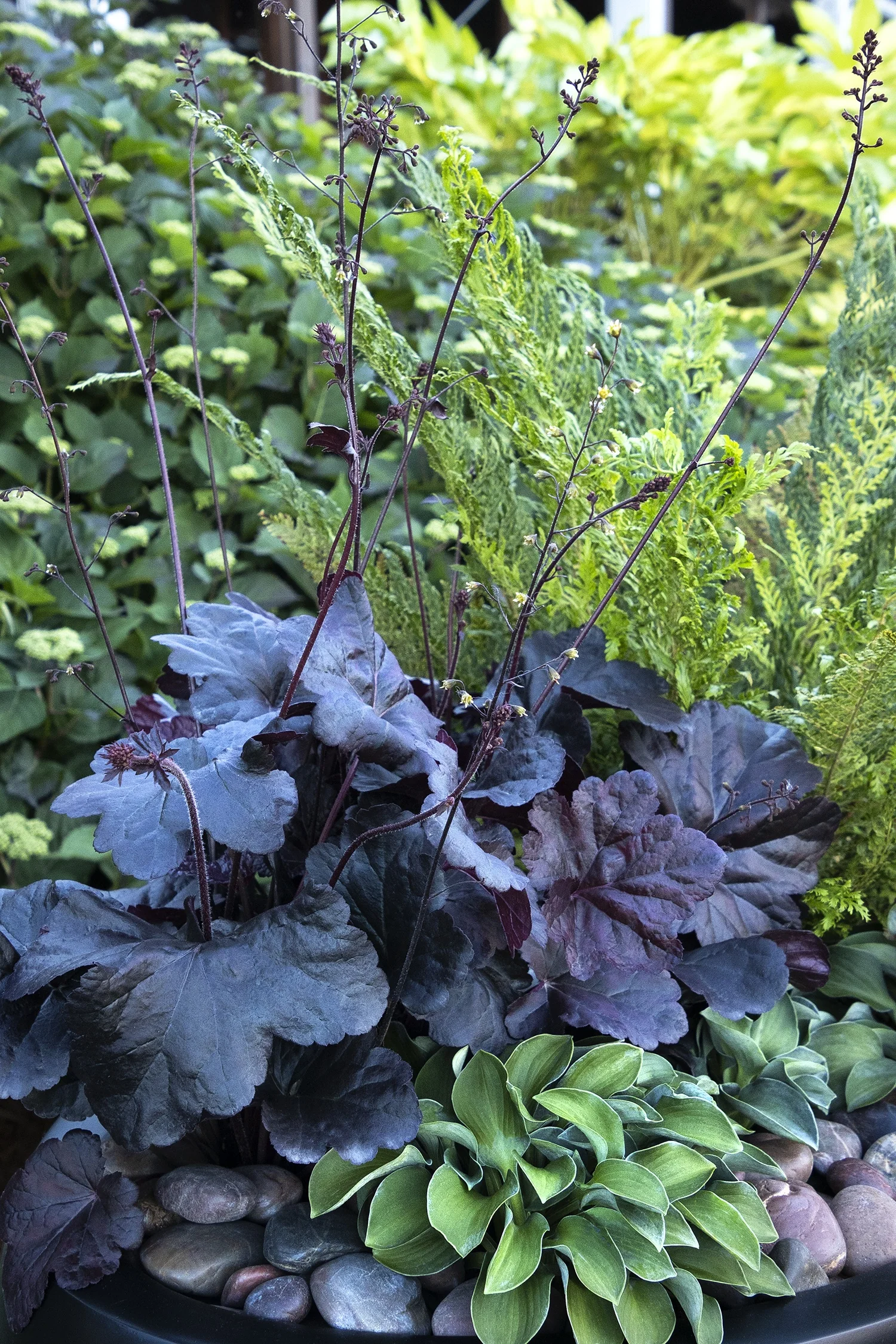 Obsidian Heuchera