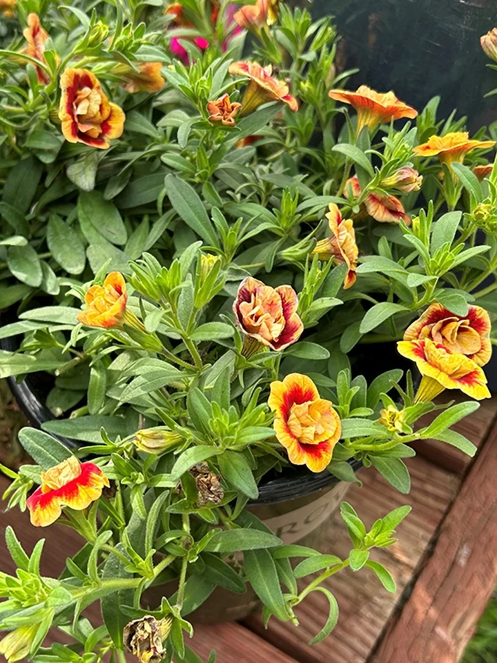 Minifamous® Neo Double OrangeTastic Calibrachoa
