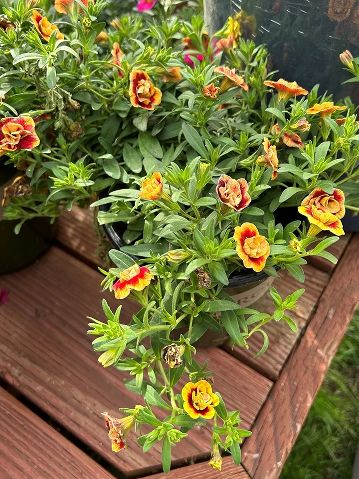 Minifamous® Neo Double OrangeTastic Calibrachoa