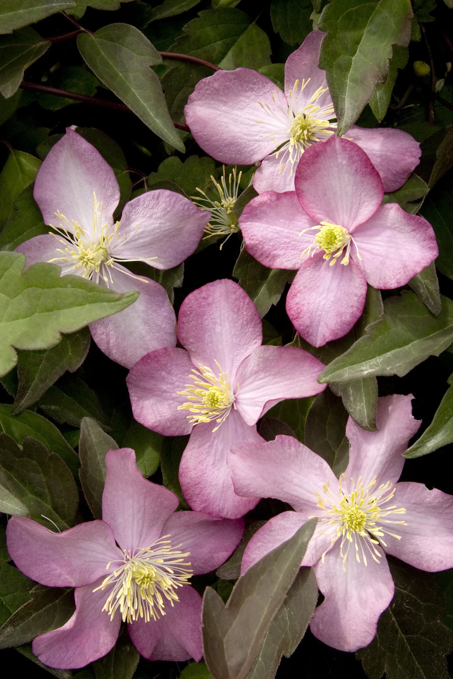 Freda Anemone Clematis