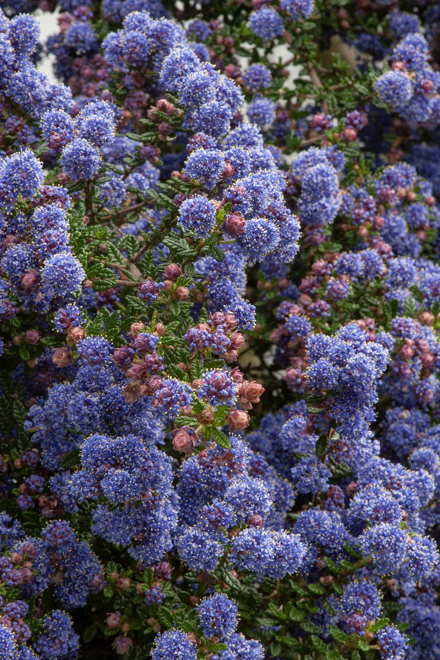 Dark Star California Lilac 1 Dark Star California Lilac