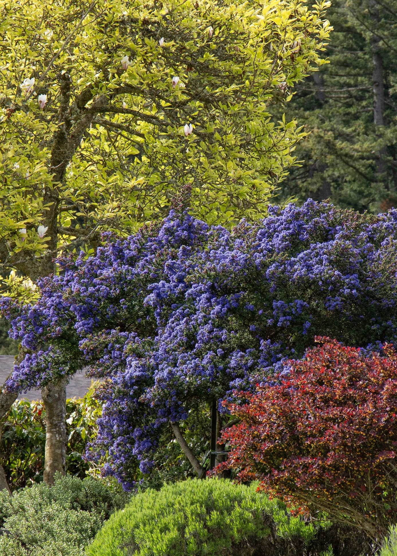 Dark Star California Lilac 2 Dark Star California Lilac