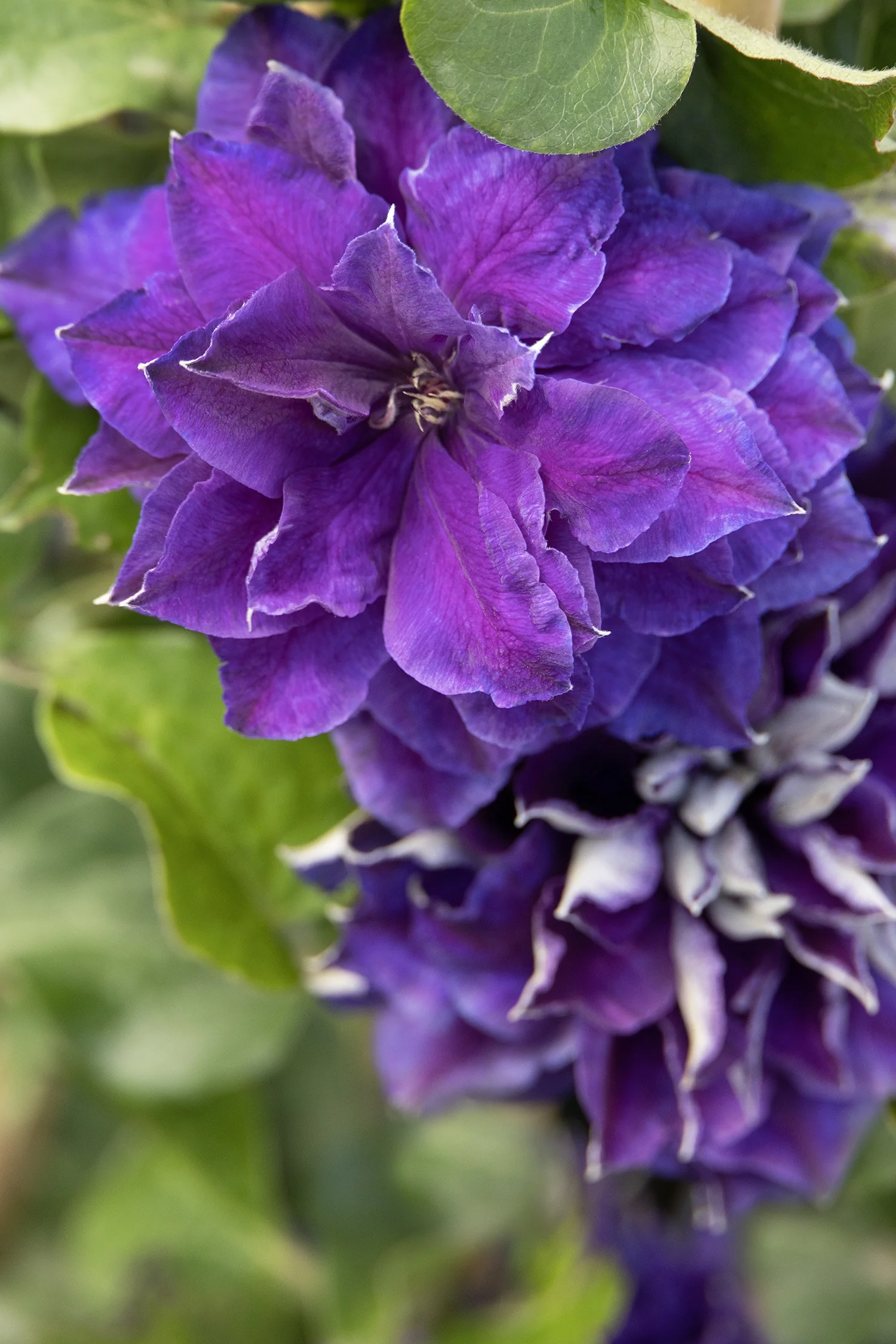 Frillseeker™ Clematis 4 Frillseeker™ Clematis