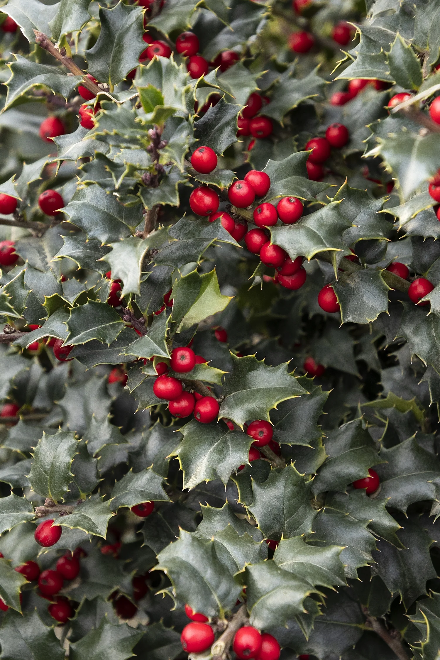 Red Beauty® Holly
