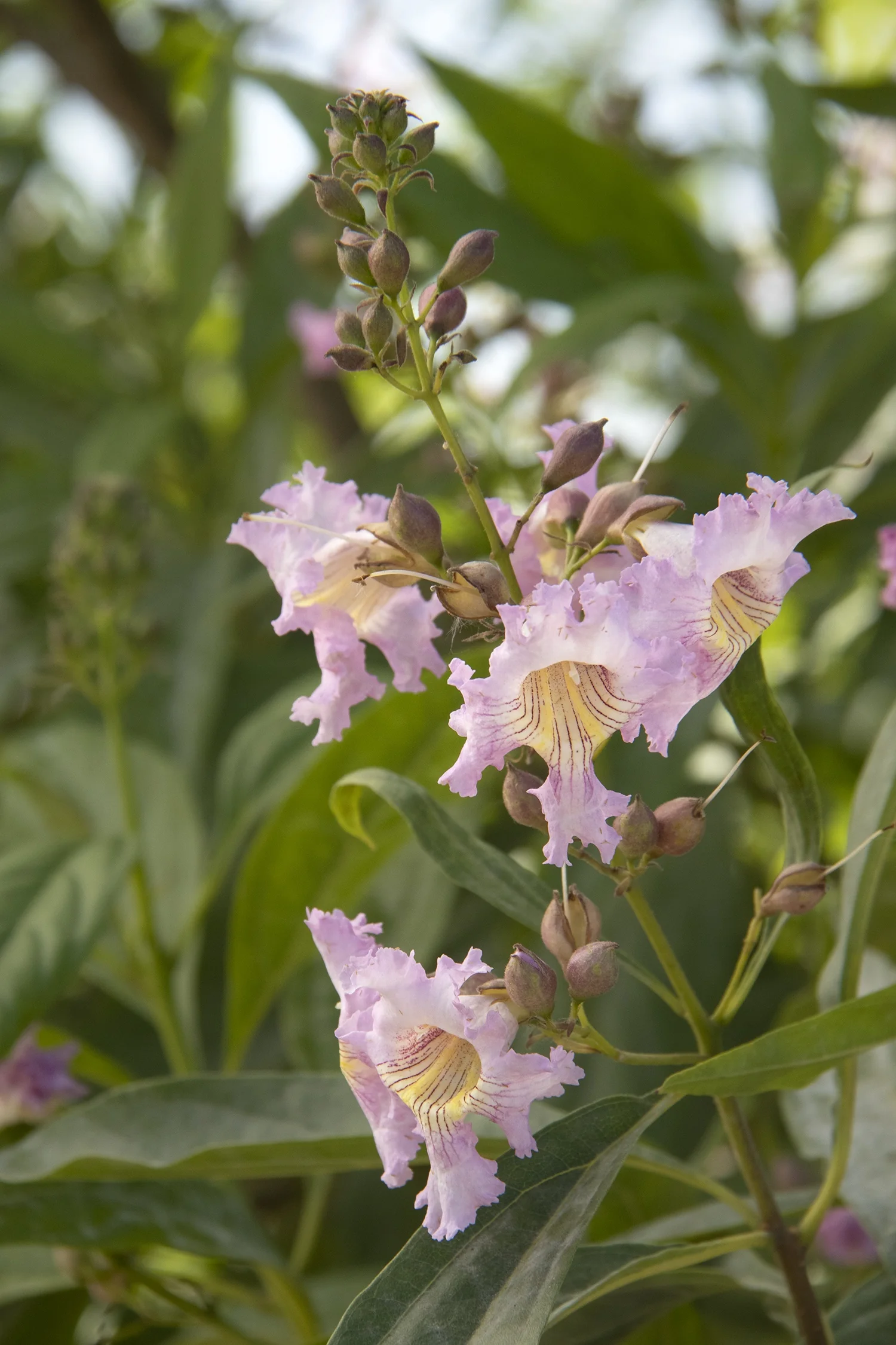Pink Dawn Chitalpa