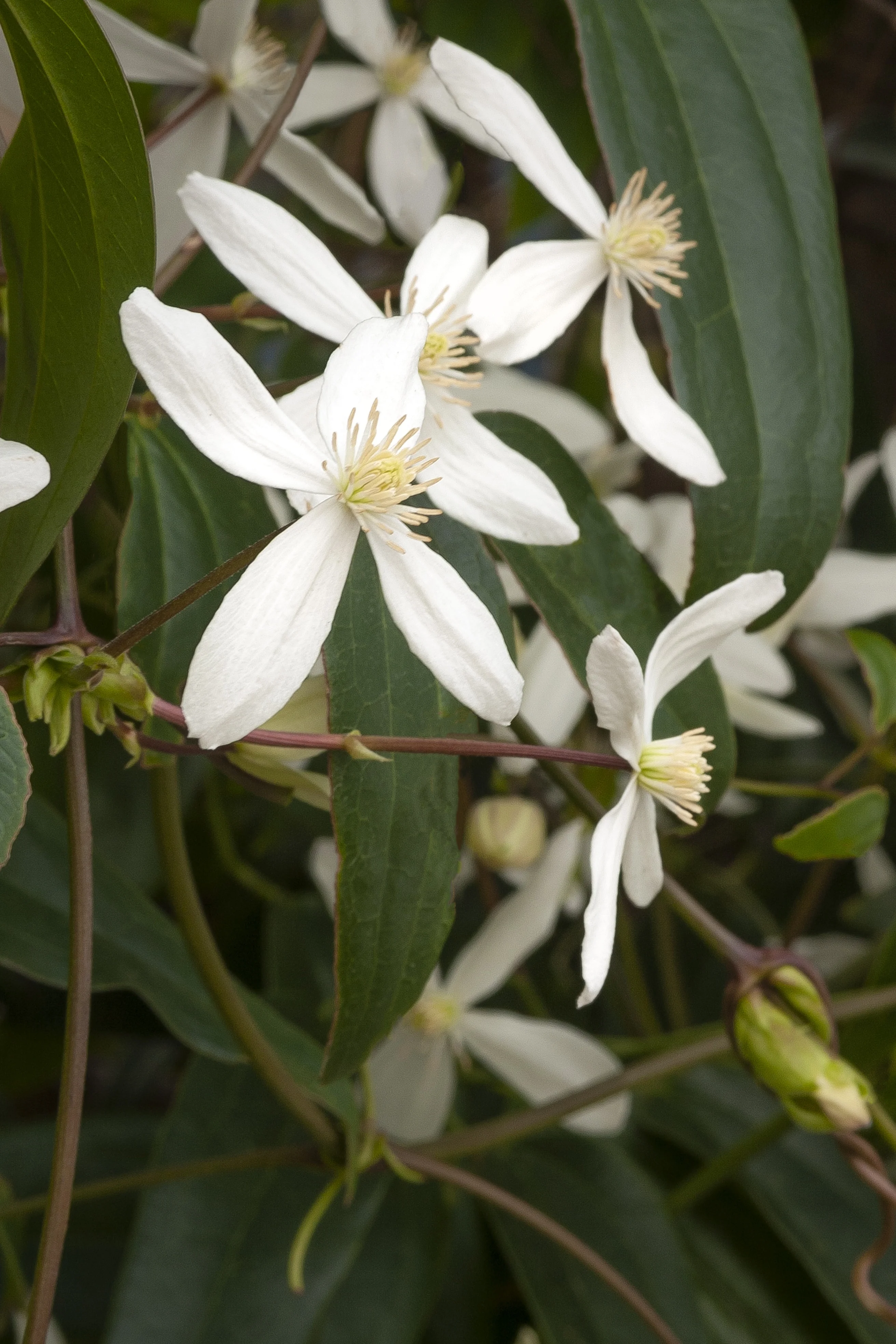Evergreen Clematis