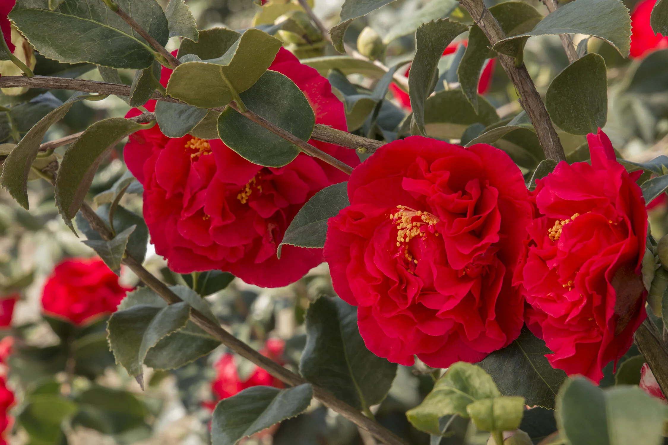Kramer's Supreme Camellia 1 Kramer's Supreme Camellia