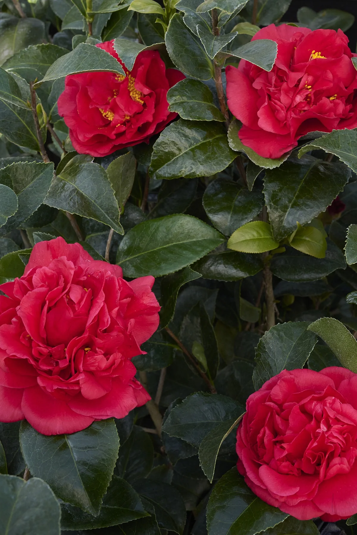 Kramer's Supreme Camellia 2 Kramer's Supreme Camellia
