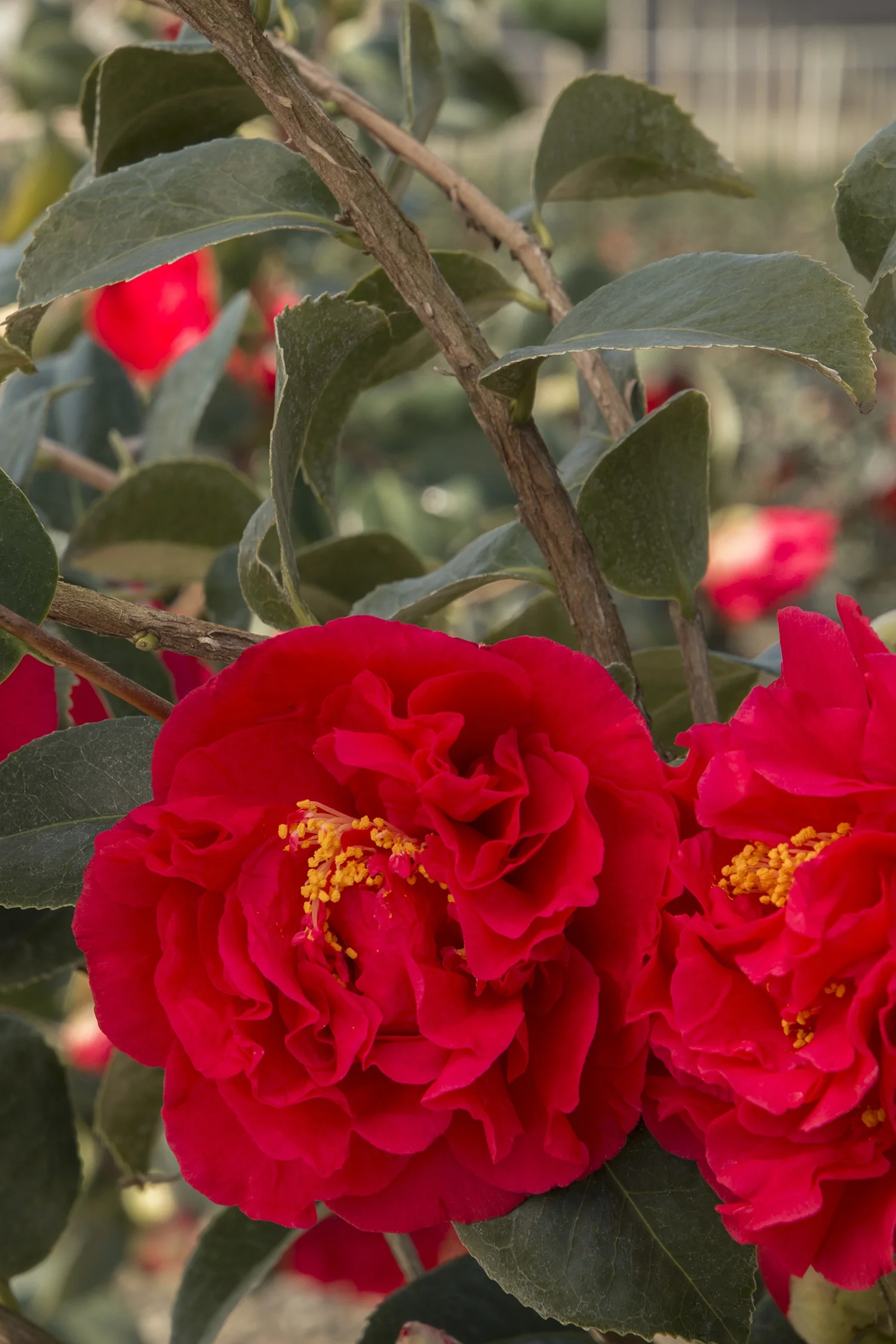 Kramer's Supreme Camellia 3 Kramer's Supreme Camellia