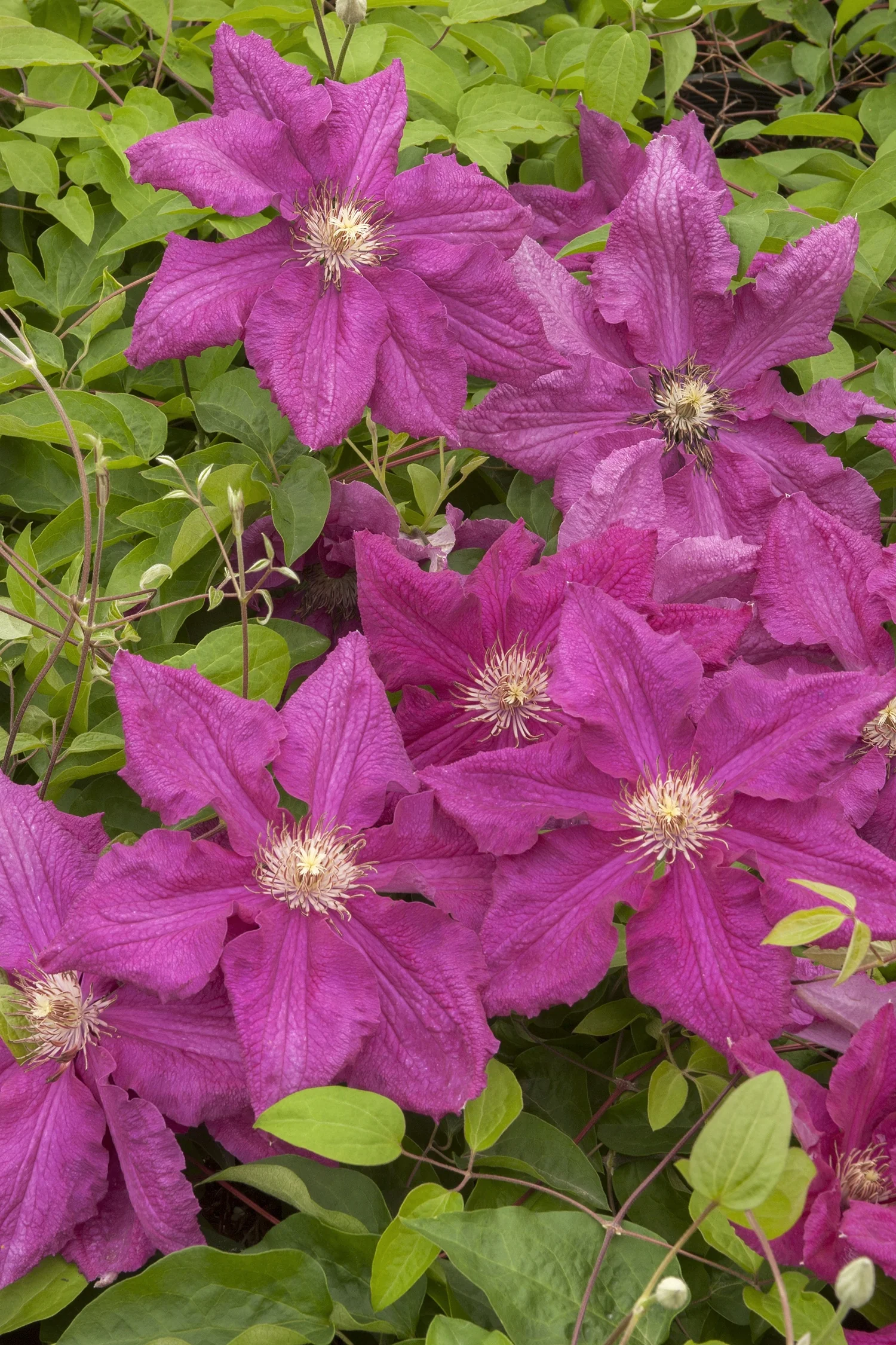 Ernest Markham Clematis