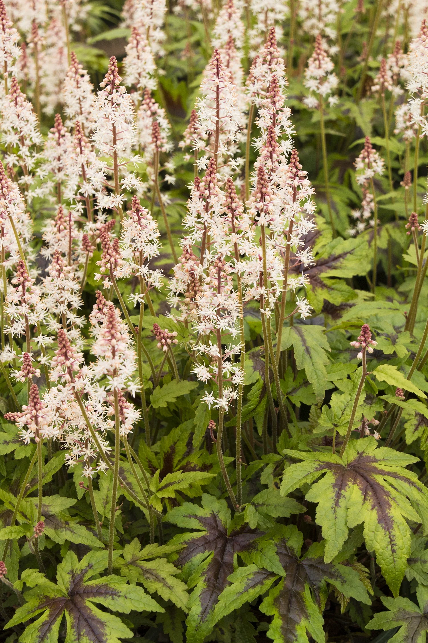 Sugar & Spice Tiarella 9 Sugar & Spice Tiarella