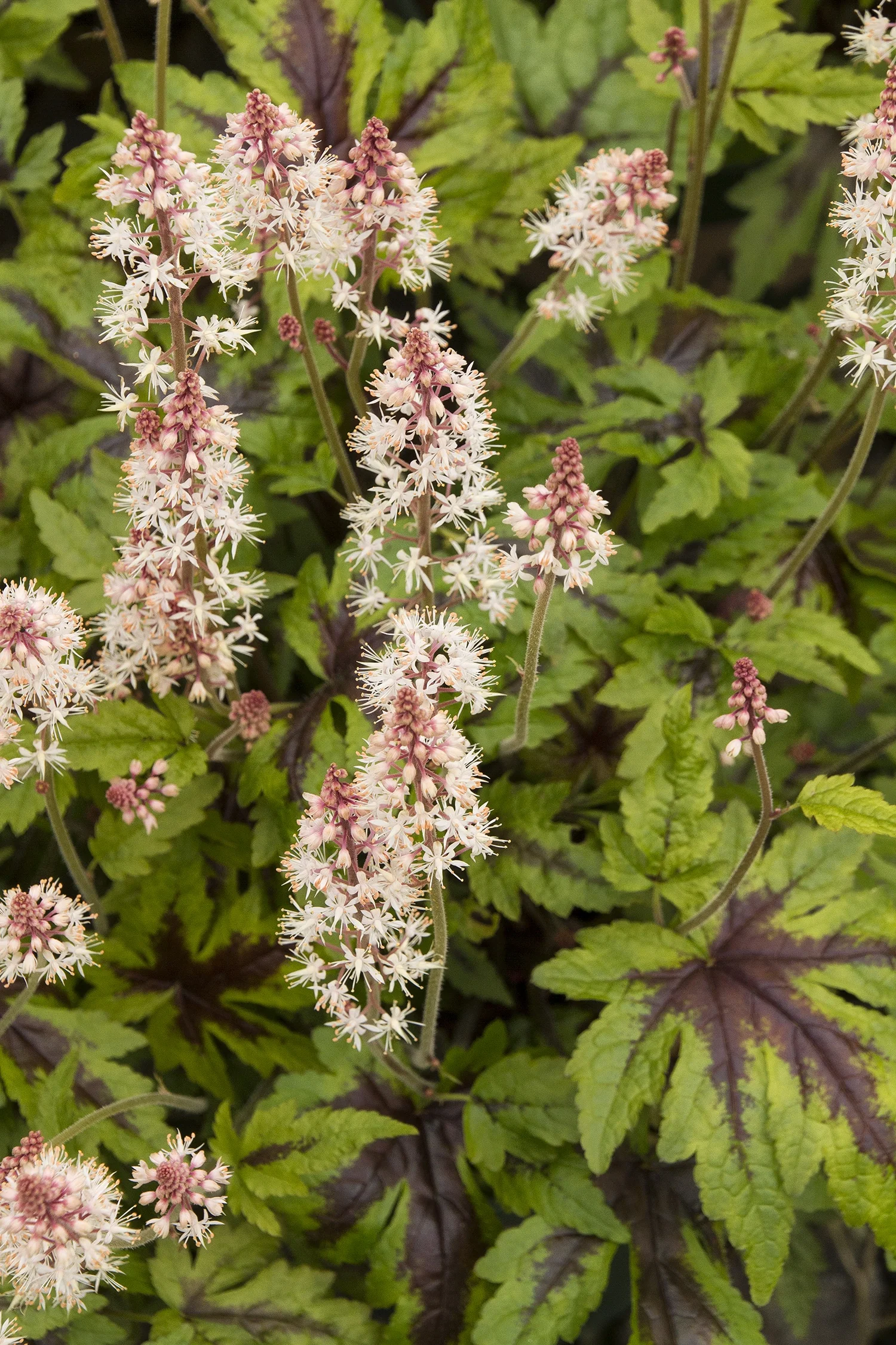 Sugar & Spice Tiarella 2 Sugar & Spice Tiarella