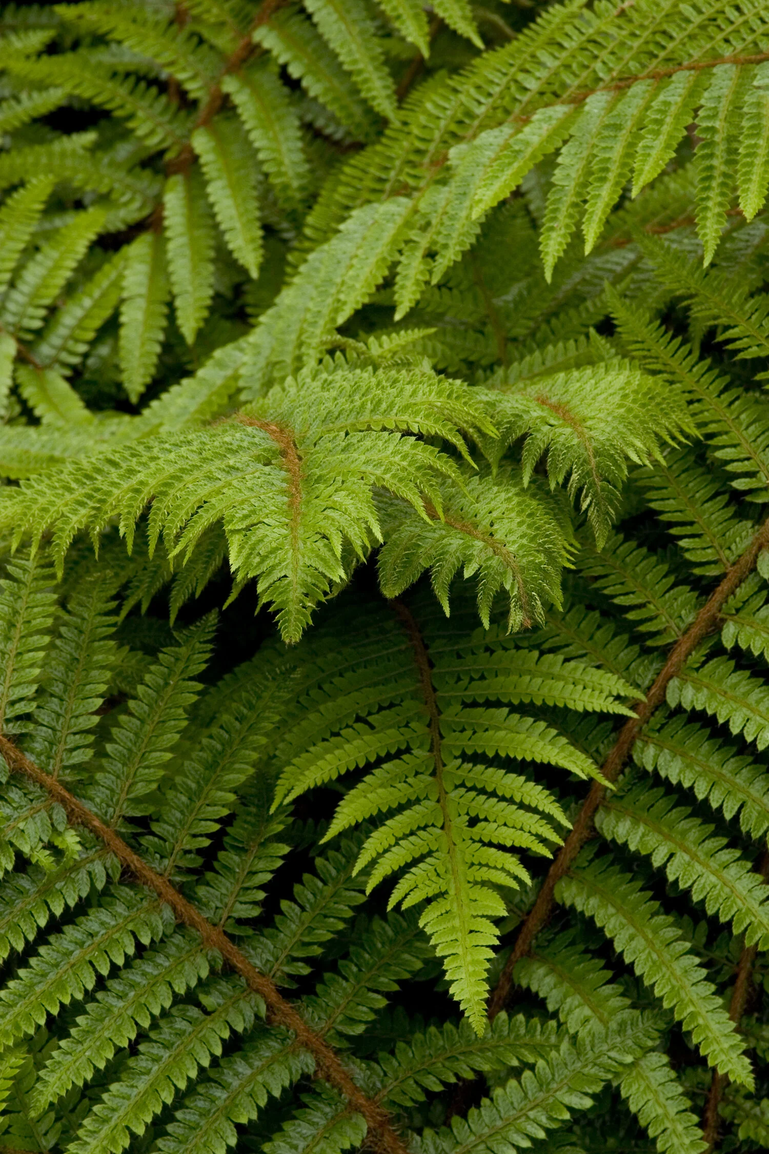 Soft Shield Fern 8 Soft Shield Fern