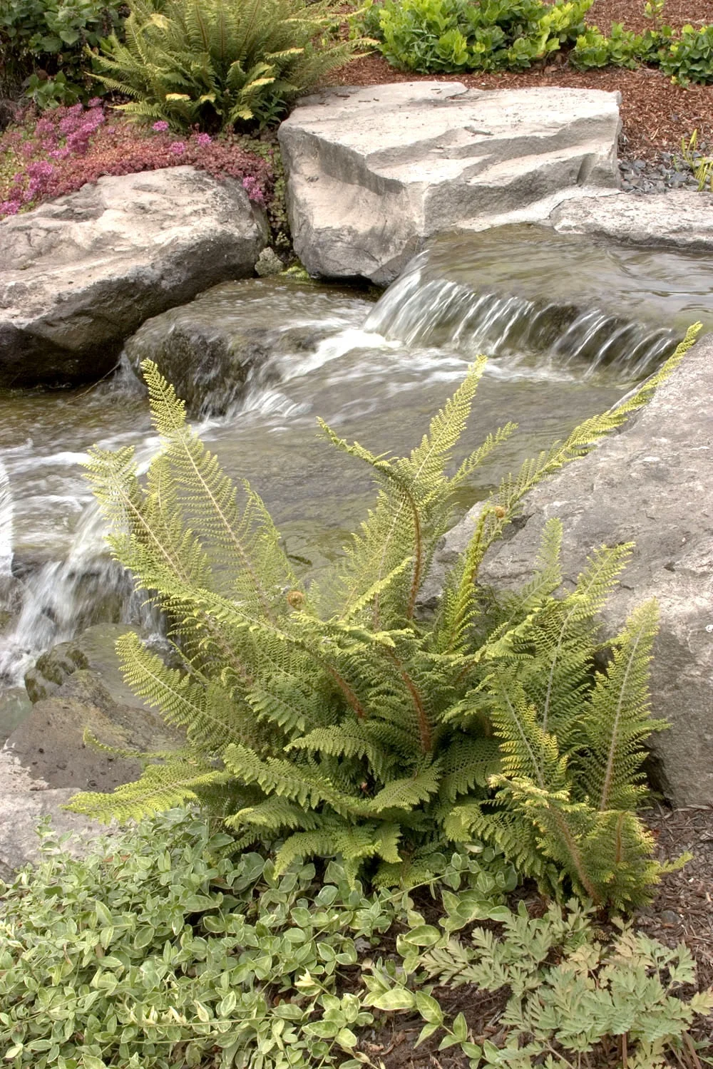 Soft Shield Fern 2 Soft Shield Fern