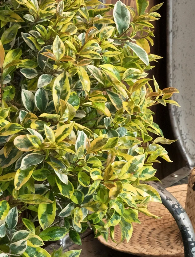 Lemon Swirl® Australian Brush Cherry