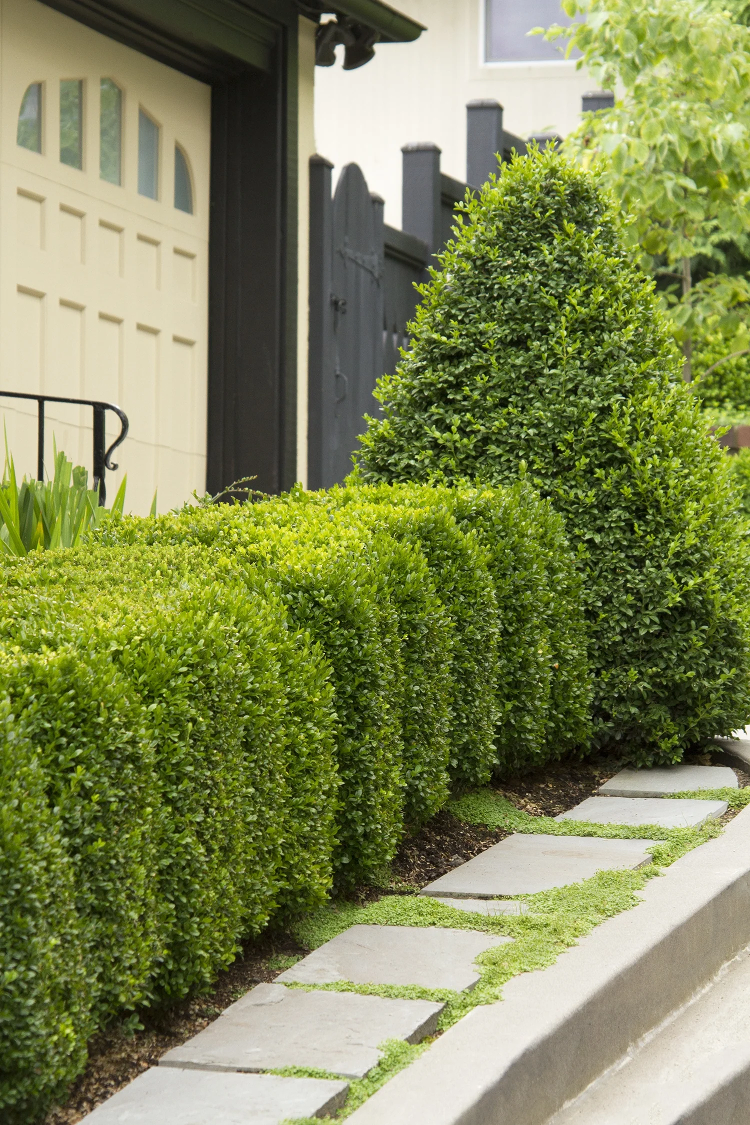 Green Mountain Boxwood 1 Green Mountain Boxwood
