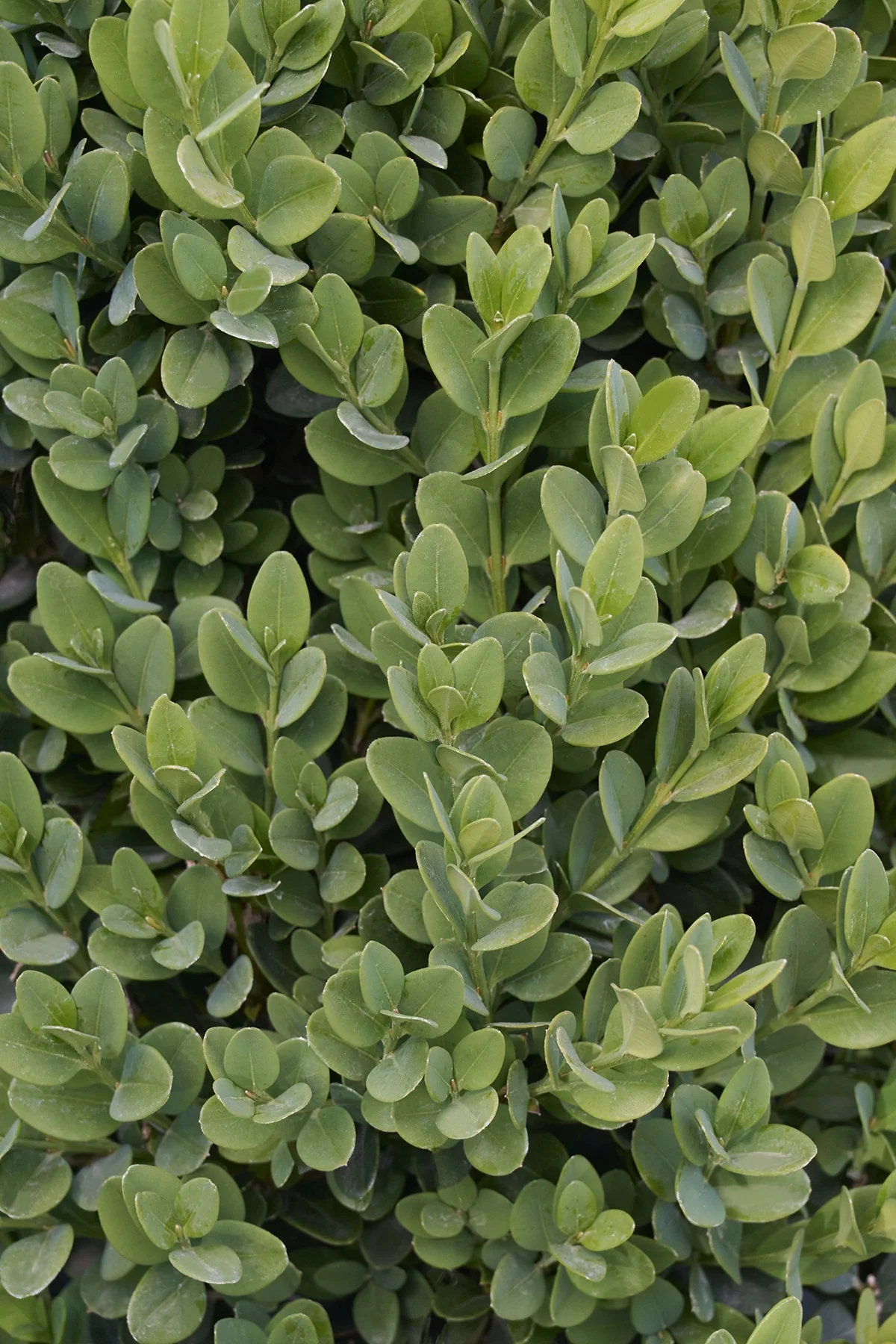 Green Mountain Boxwood 2 Green Mountain Boxwood