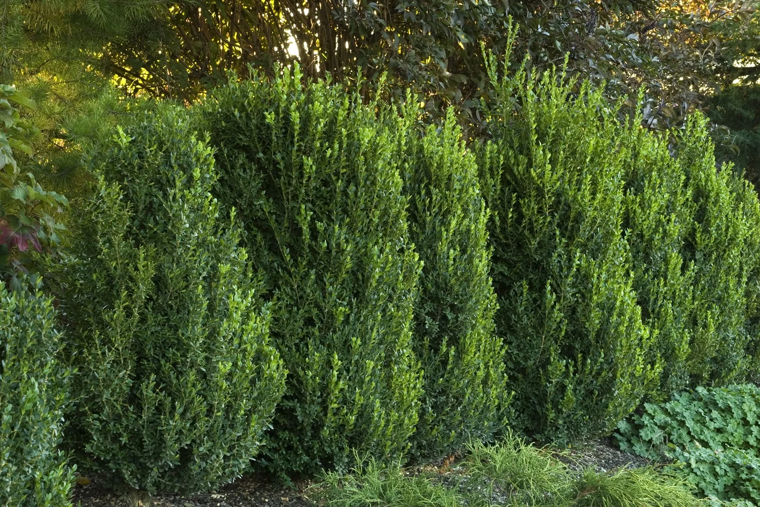 Green Mountain Boxwood 3 Green Mountain Boxwood