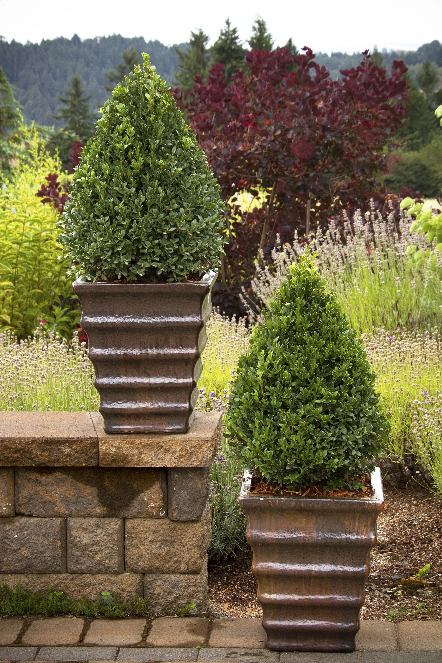 Green Mountain Boxwood 4 Green Mountain Boxwood