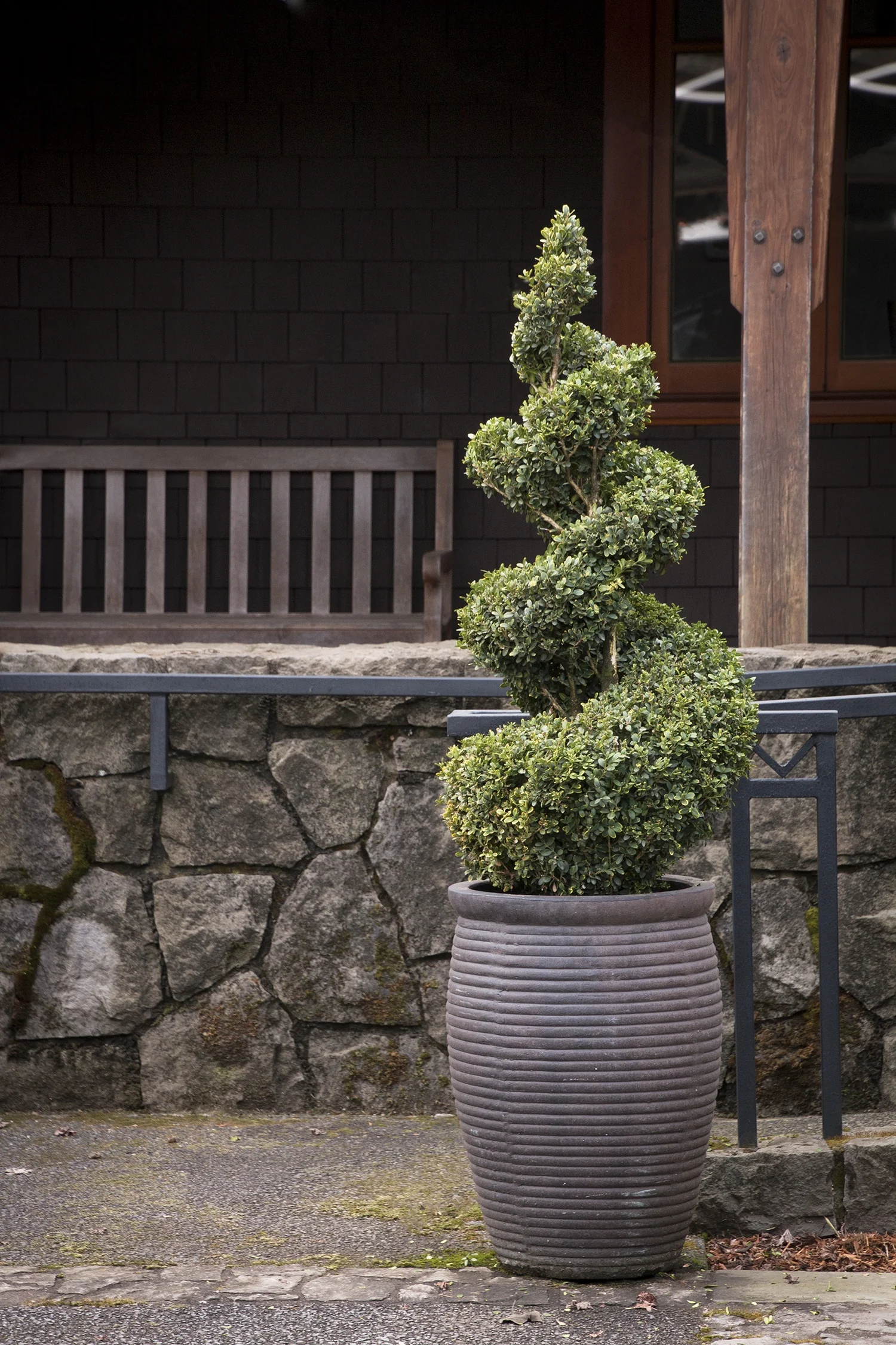 Green Mountain Boxwood 5 Green Mountain Boxwood