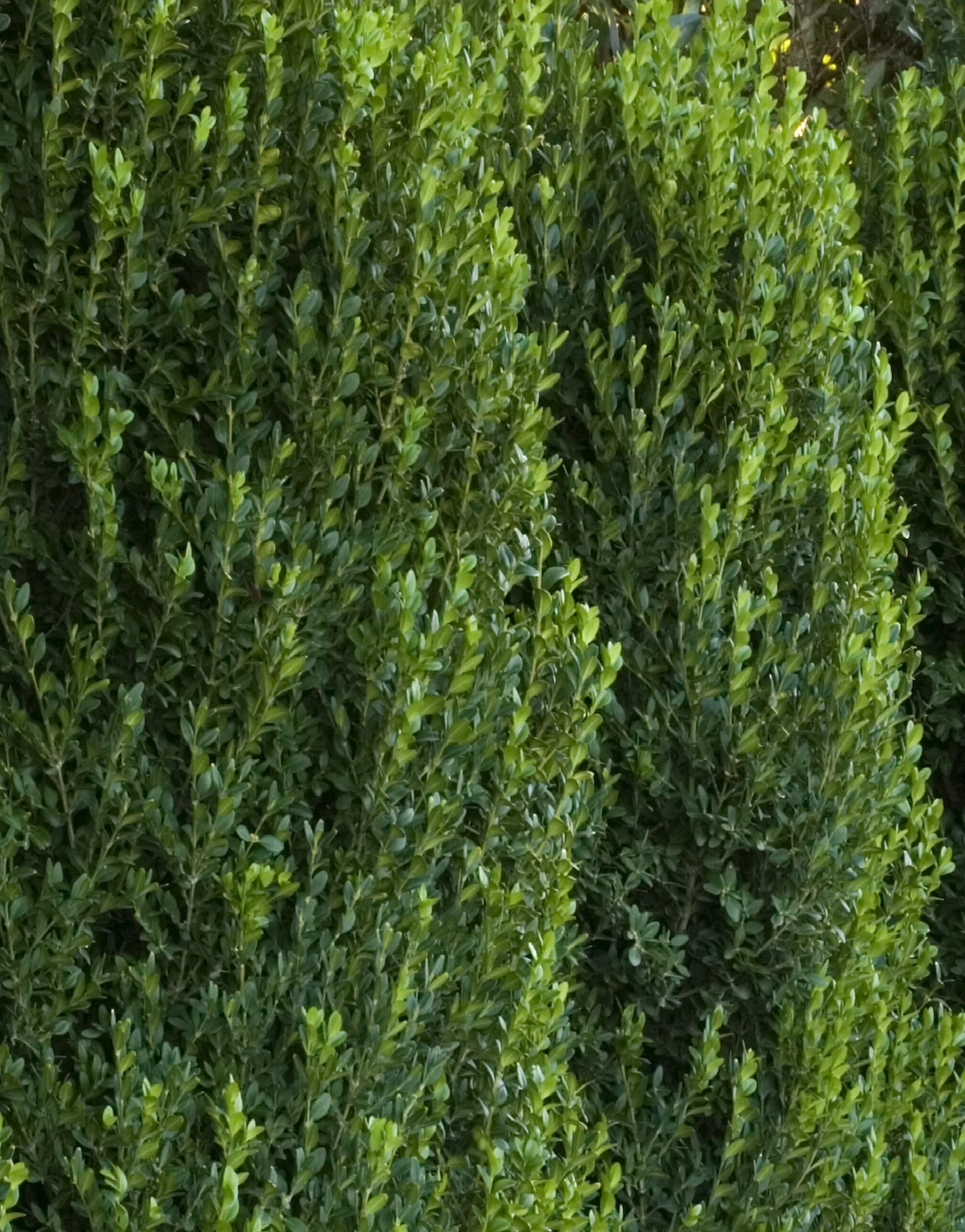 Green Mountain Boxwood 6 Green Mountain Boxwood