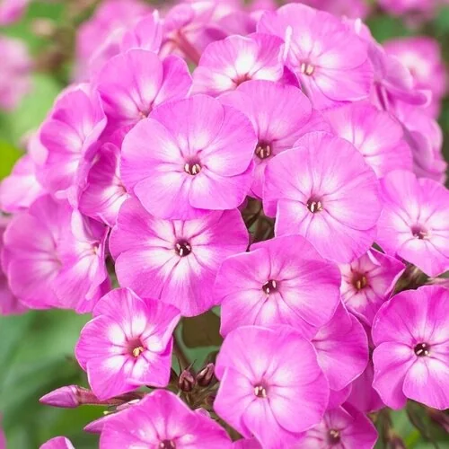 Famous™ Purple Imp. Garden Phlox