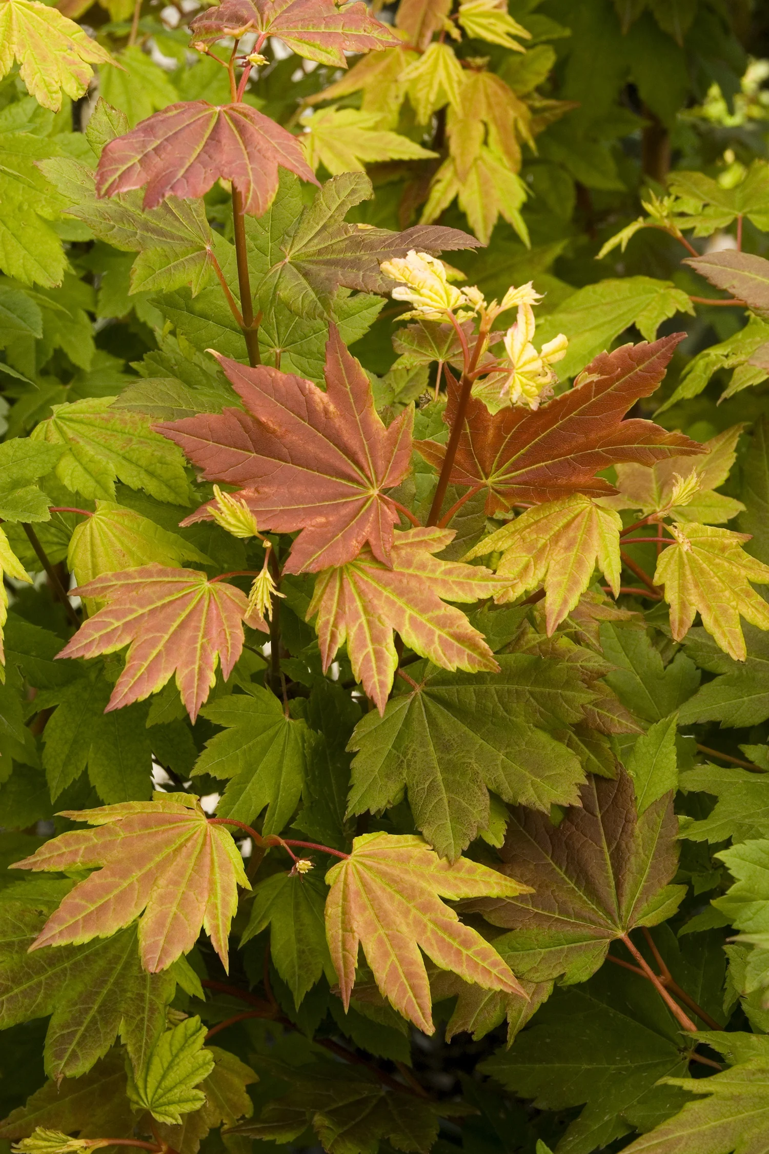 Pacific Fire Vine Maple 1 Pacific Fire Vine Maple