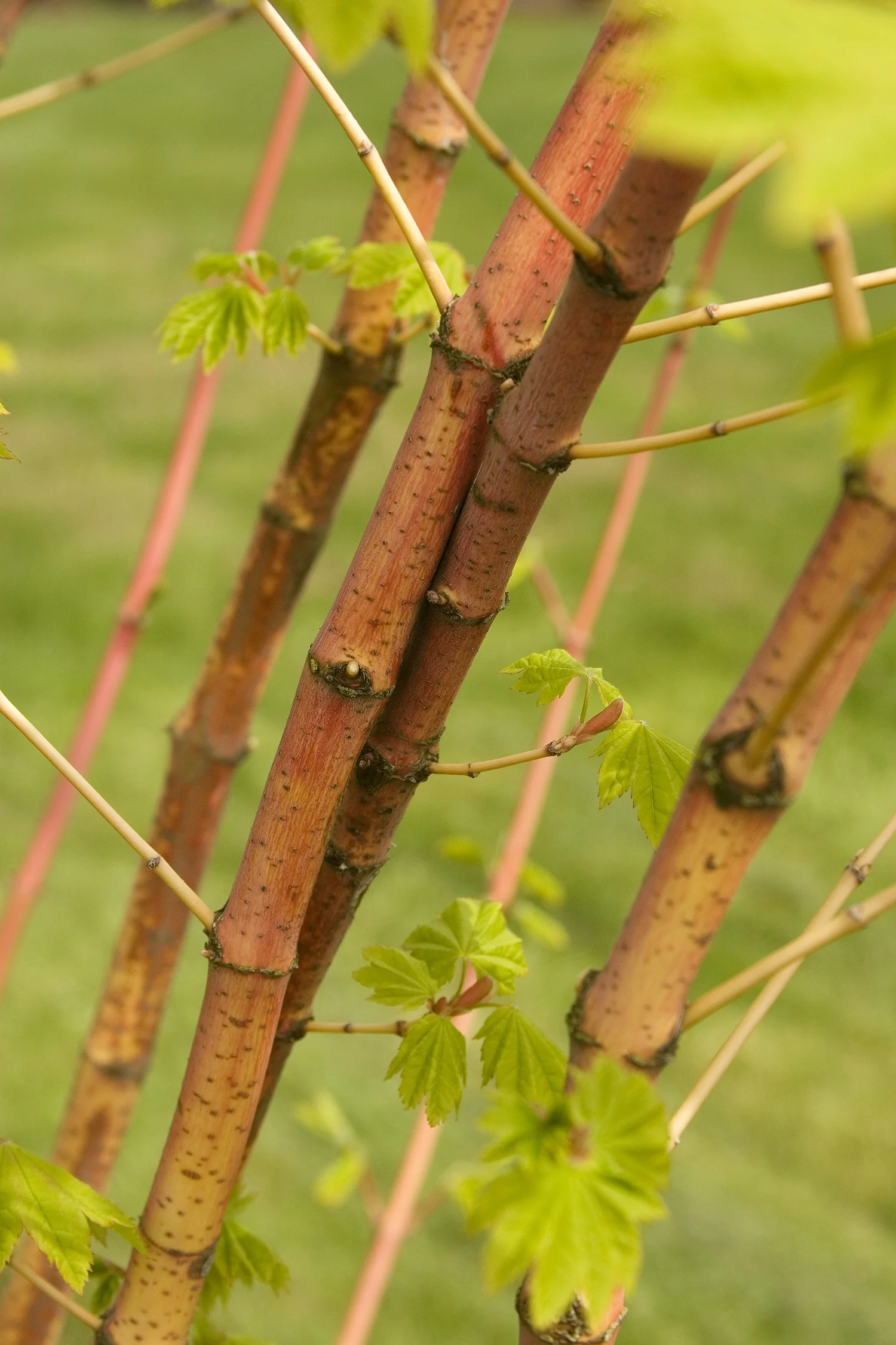 Pacific Fire Vine Maple 2 Pacific Fire Vine Maple