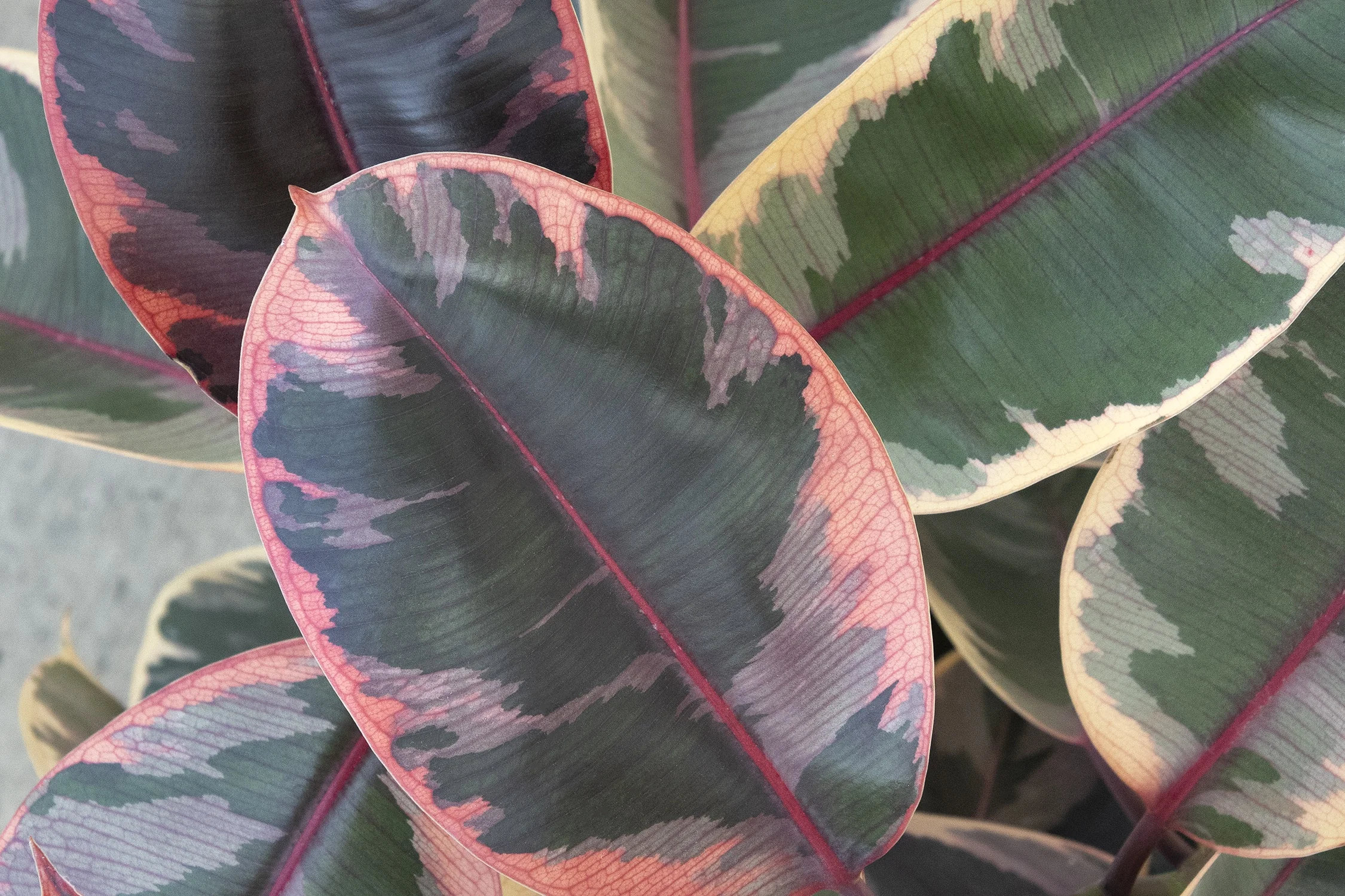 Belize Rubber Plant