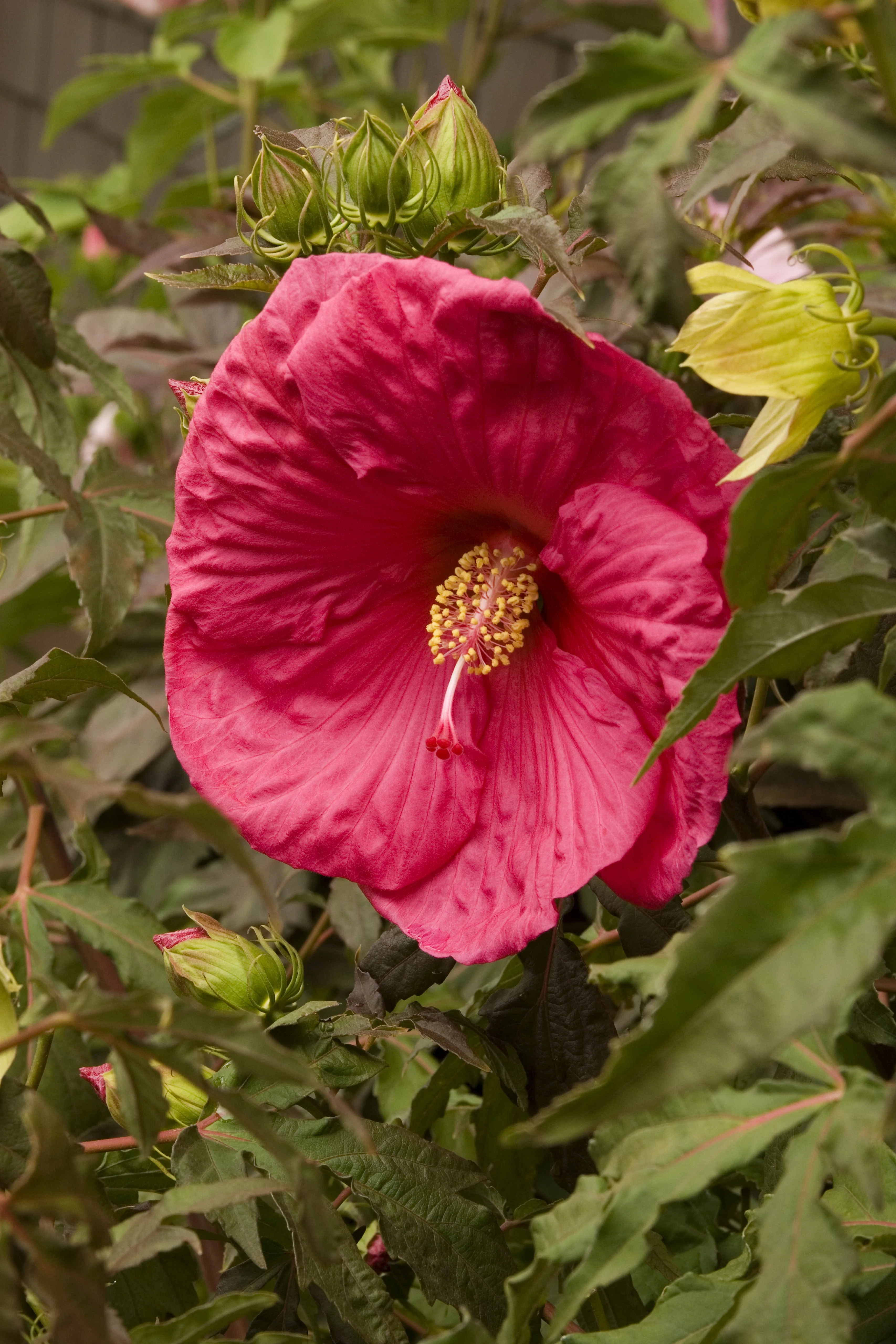 Dave Fleming Hibiscus 5 Dave Fleming Hibiscus