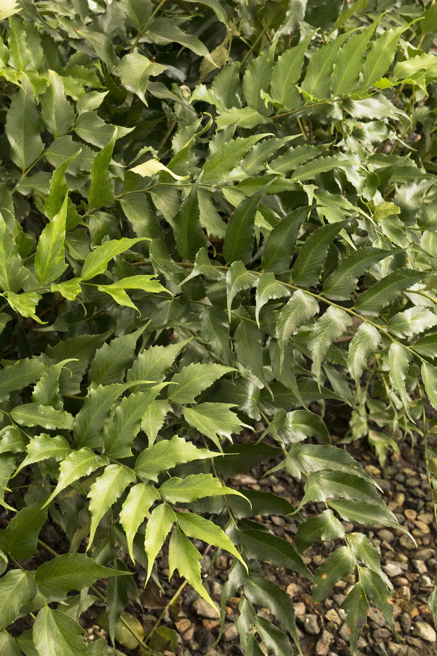 Japanese Holly Fern 4 Japanese Holly Fern