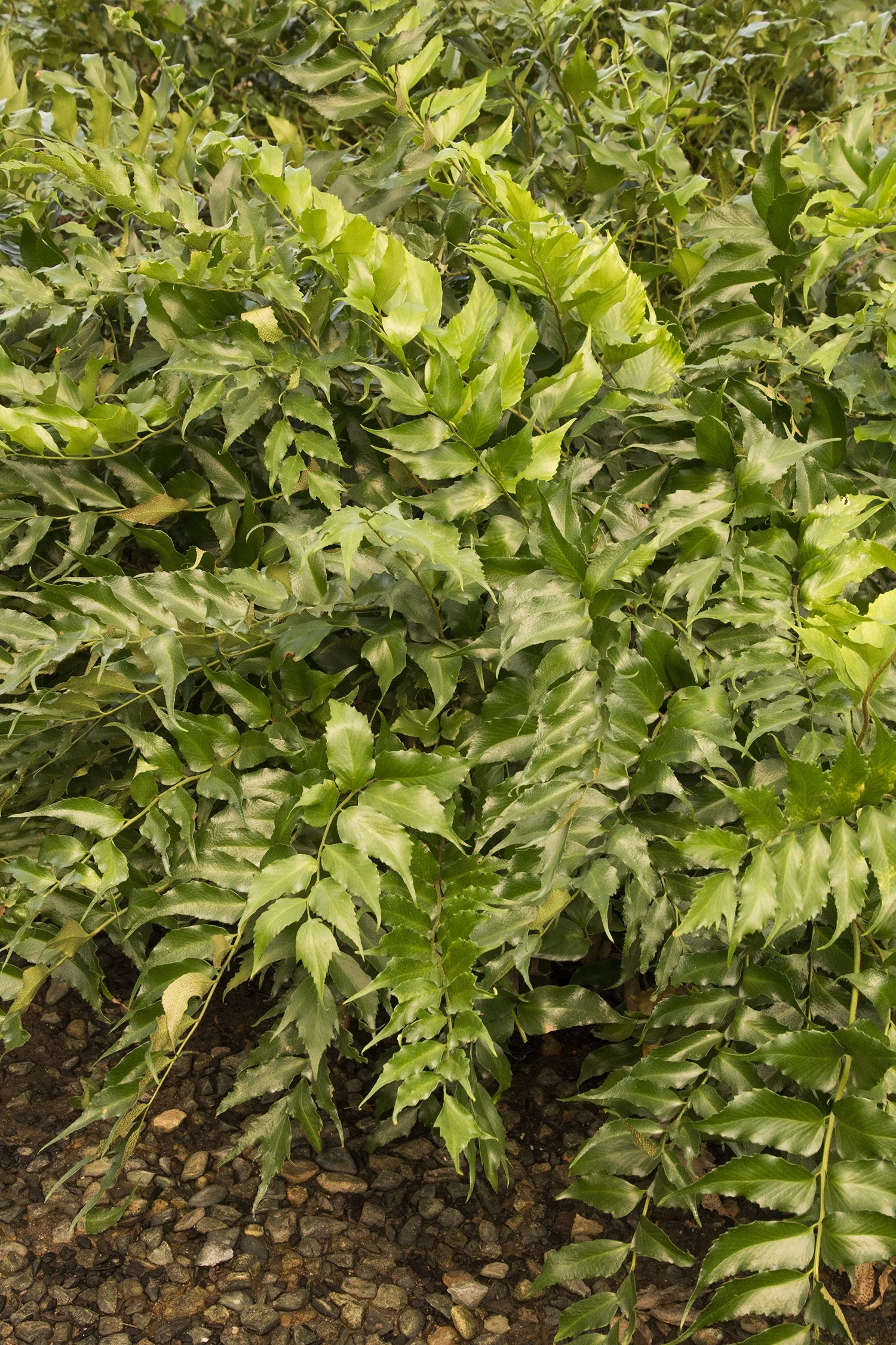 Japanese Holly Fern 2 Japanese Holly Fern