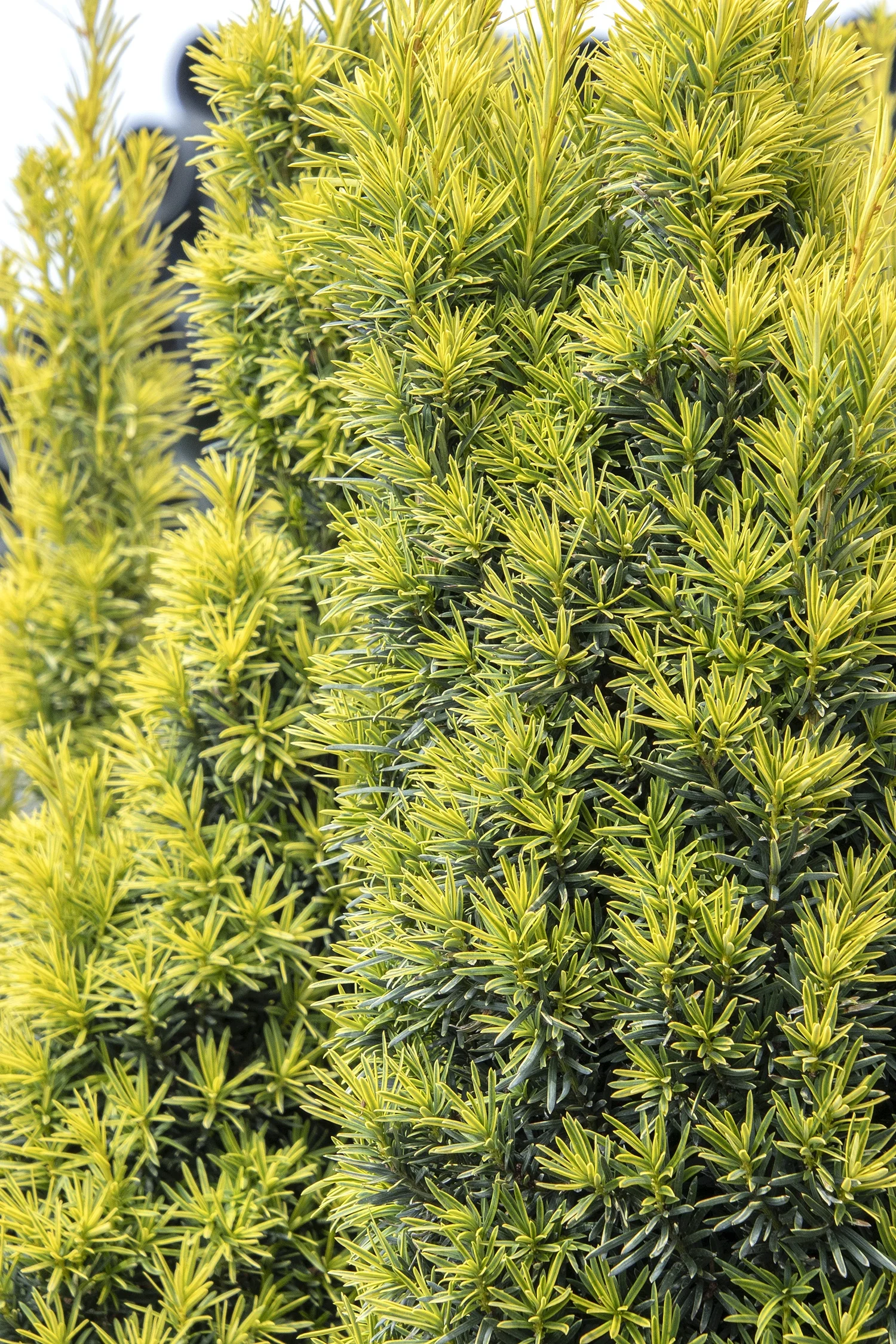 Golden Irish Yew 1 Golden Irish Yew