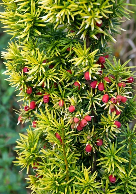 Golden Irish Yew 2 Golden Irish Yew