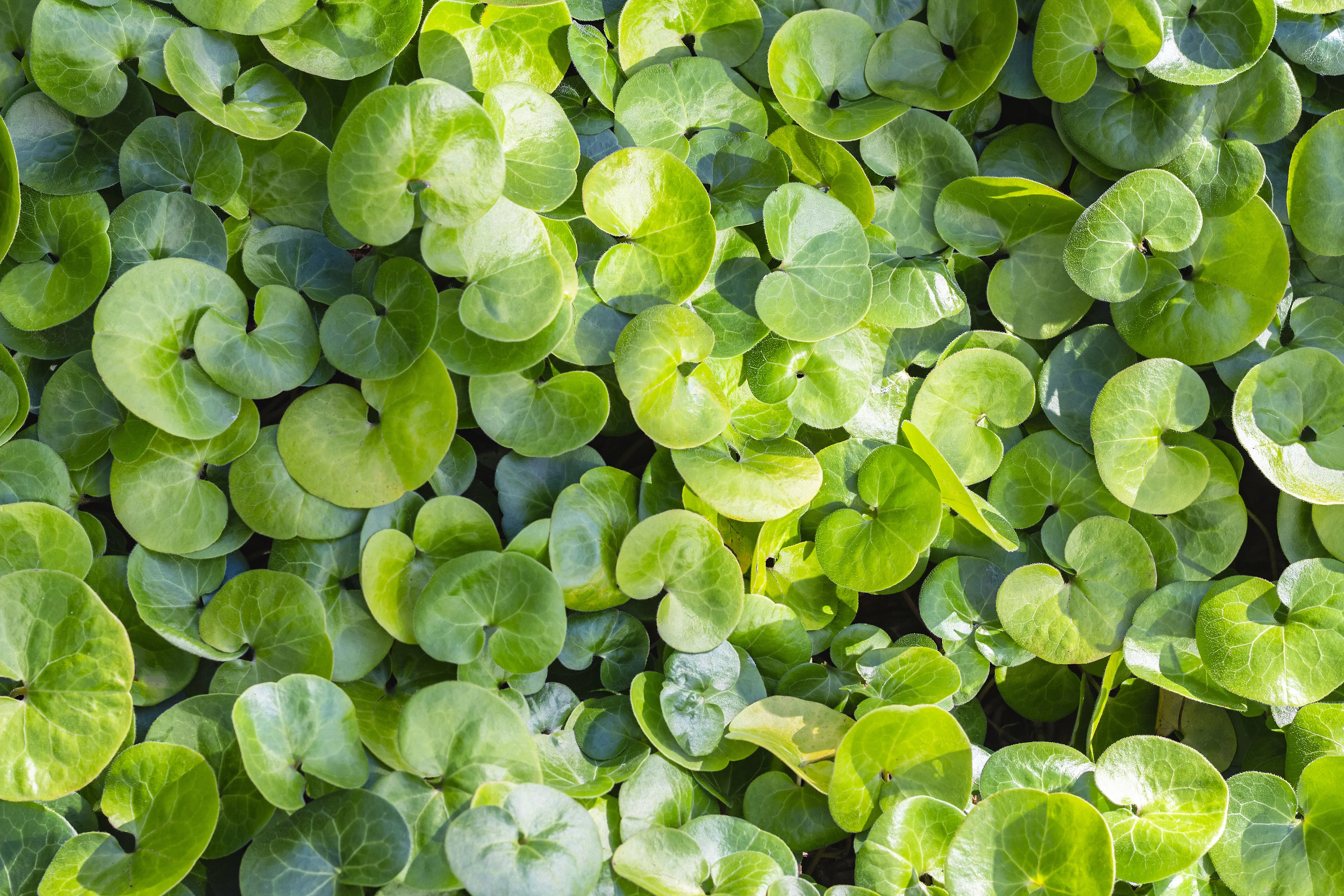 European Wild Ginger 1 European Wild Ginger