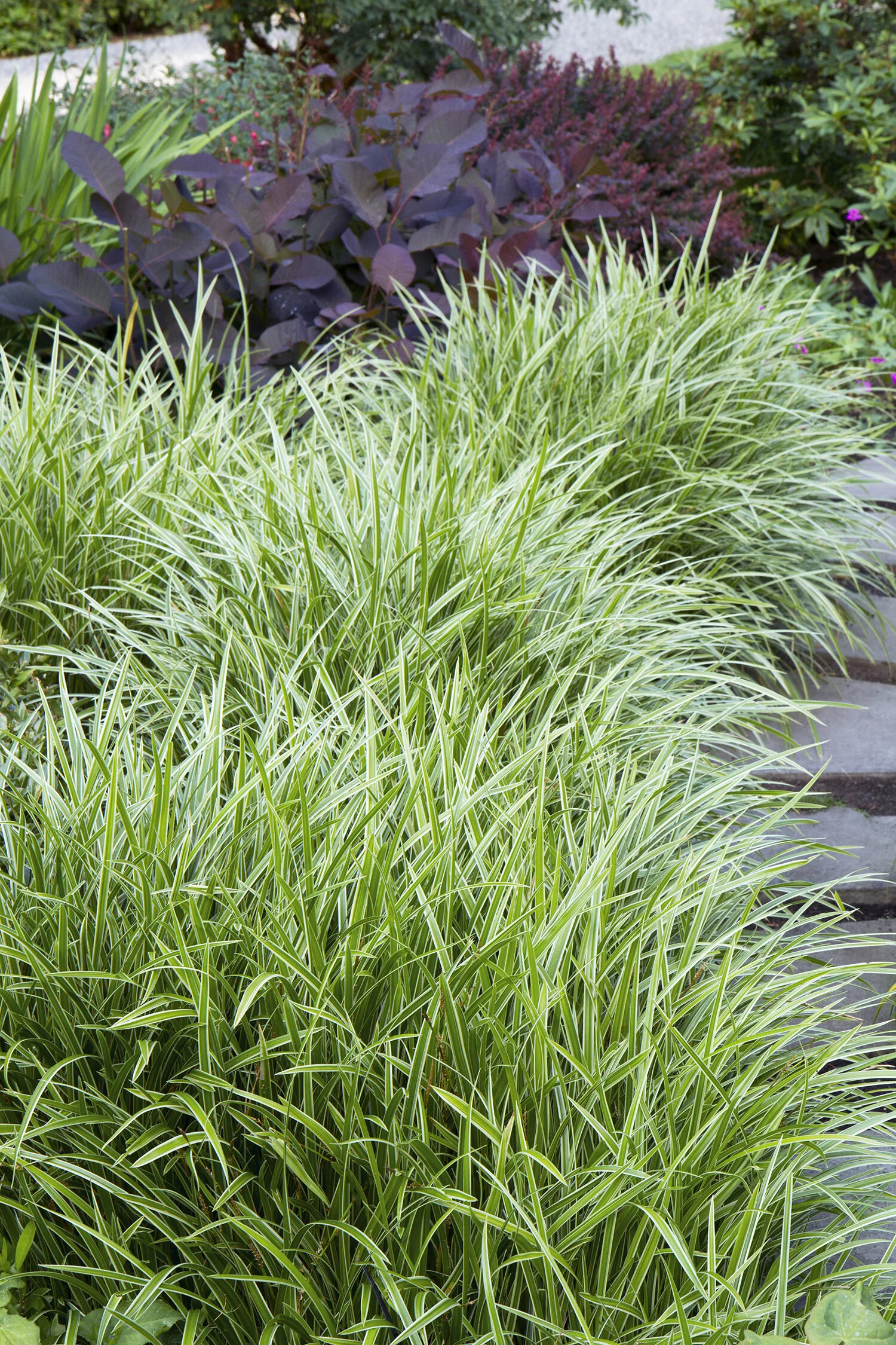Ice Dance Japanese Sedge