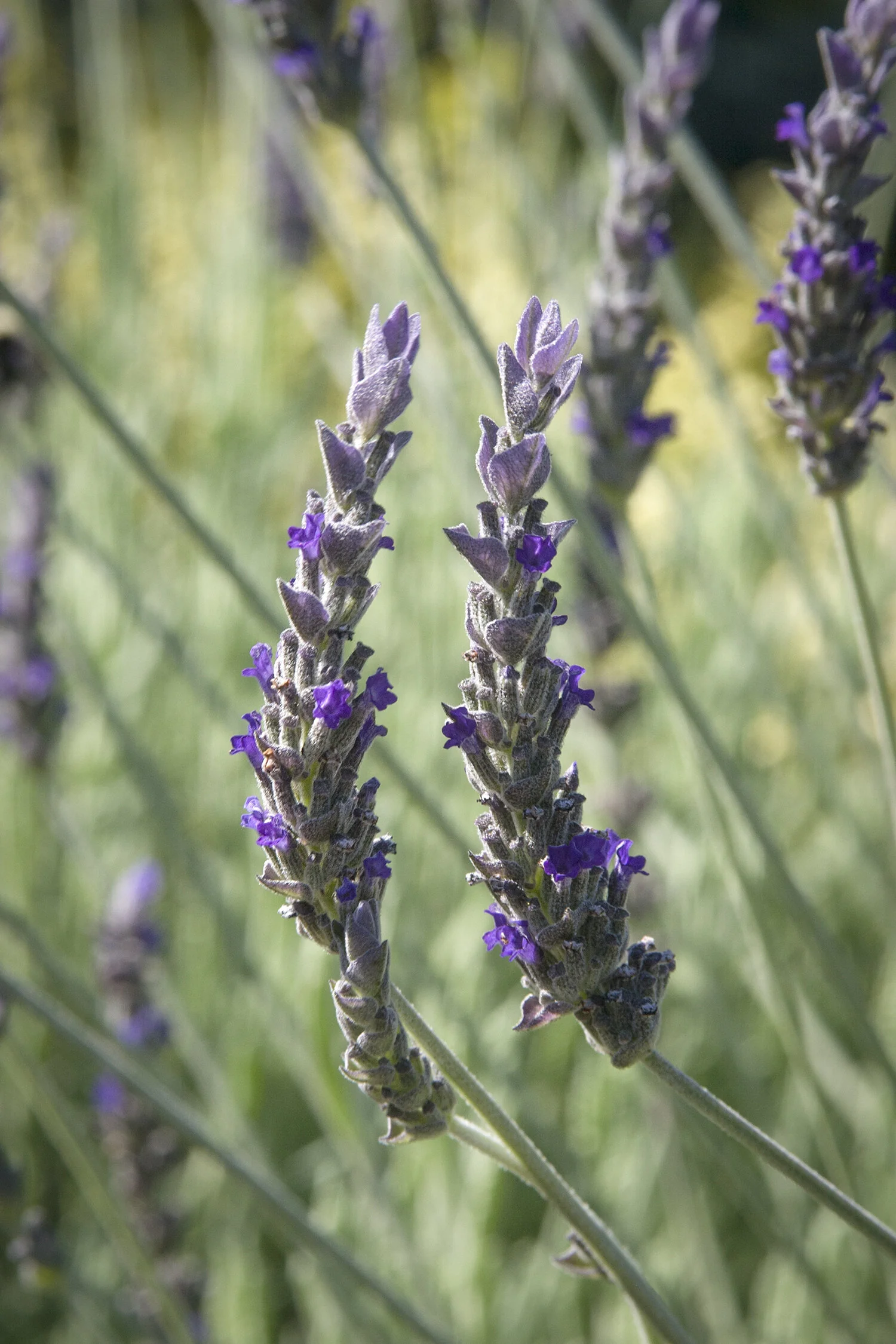 Goodwin Creek Gray Lavender 7 Goodwin Creek Gray Lavender