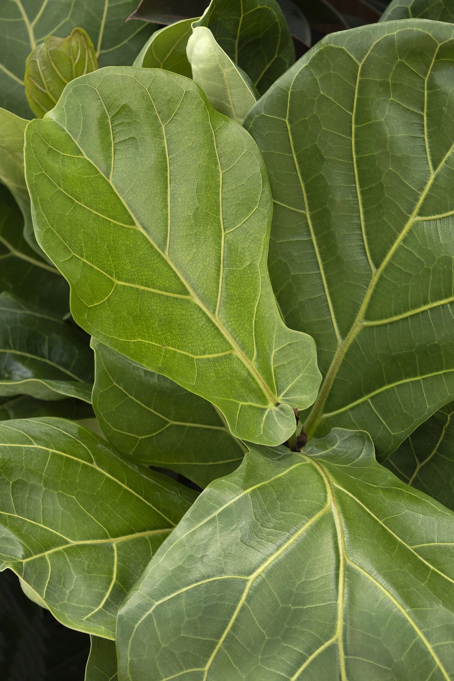 Fiddle Leaf Fig 2 Fiddle Leaf Fig