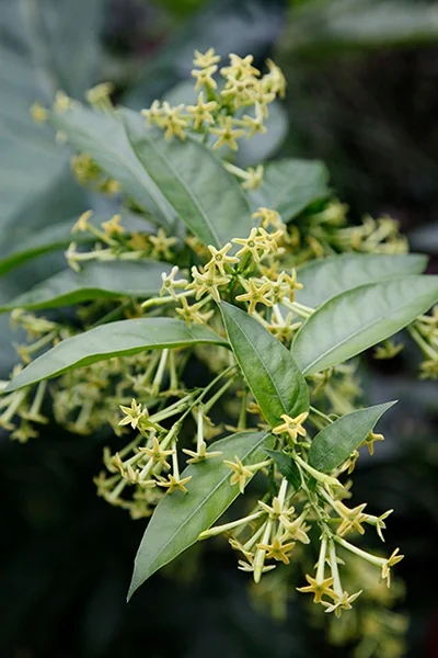 Night Blooming Jessamine
