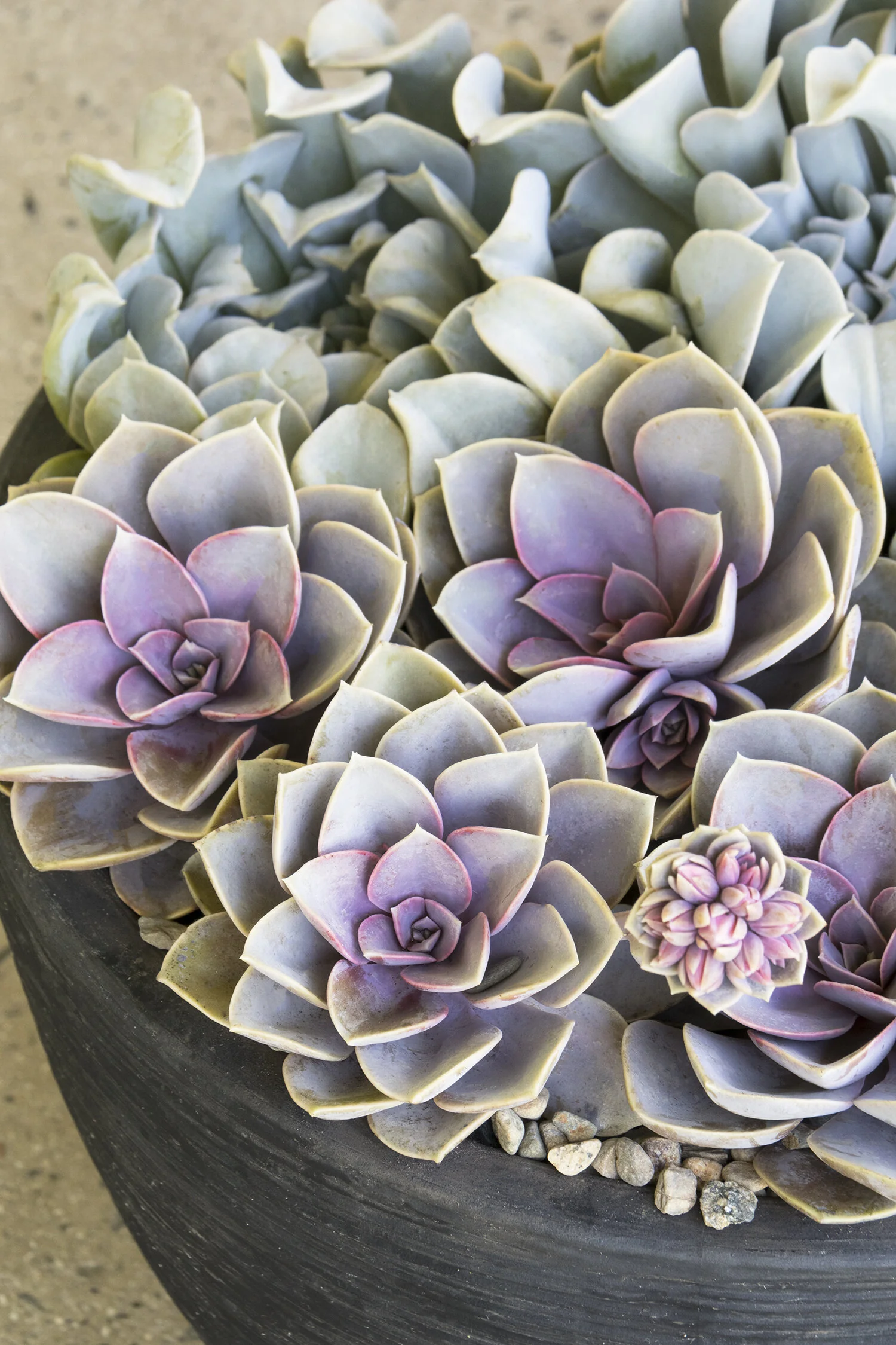 Perle von Nurnberg Echeveria 2 Perle von Nurnberg Echeveria