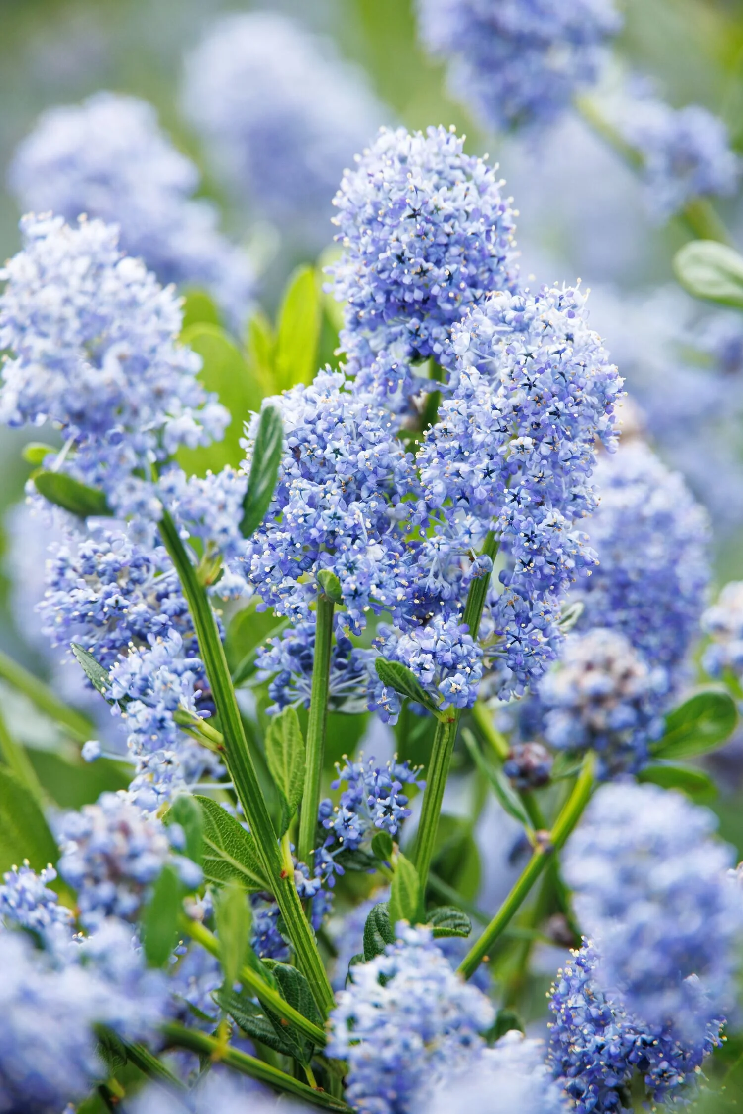 Victoria California Lilac 1 Victoria California Lilac