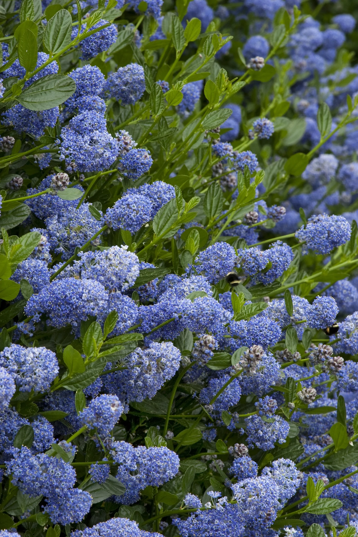 Victoria California Lilac 2 Victoria California Lilac