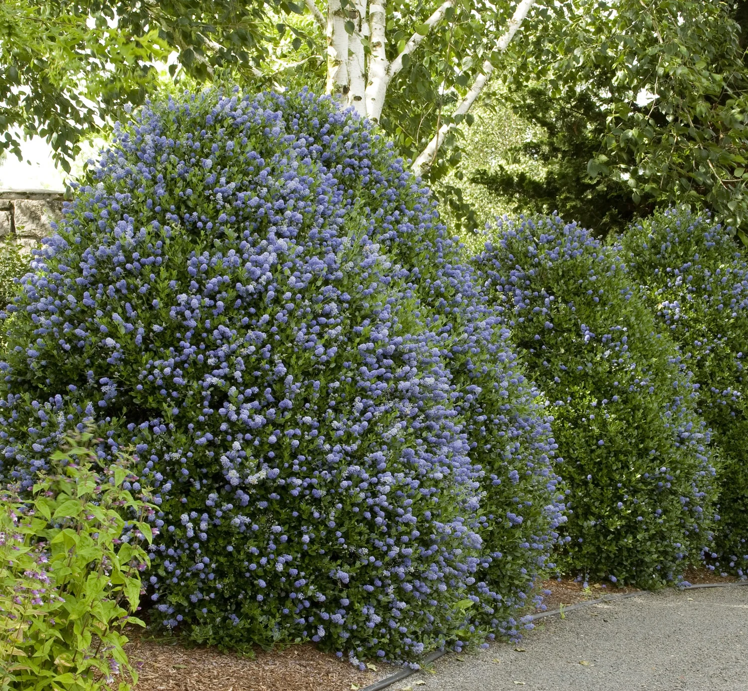 Victoria California Lilac 3 Victoria California Lilac